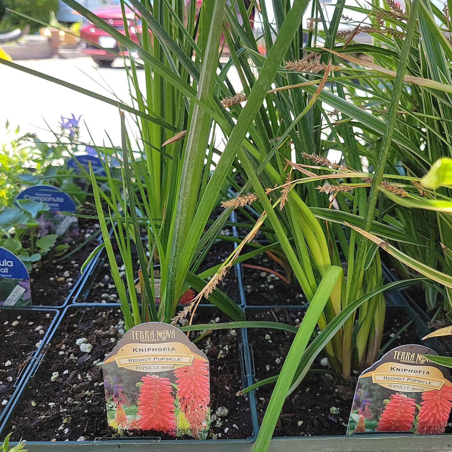 1 Gal Kniphofia 'Red Hot Popcicle'