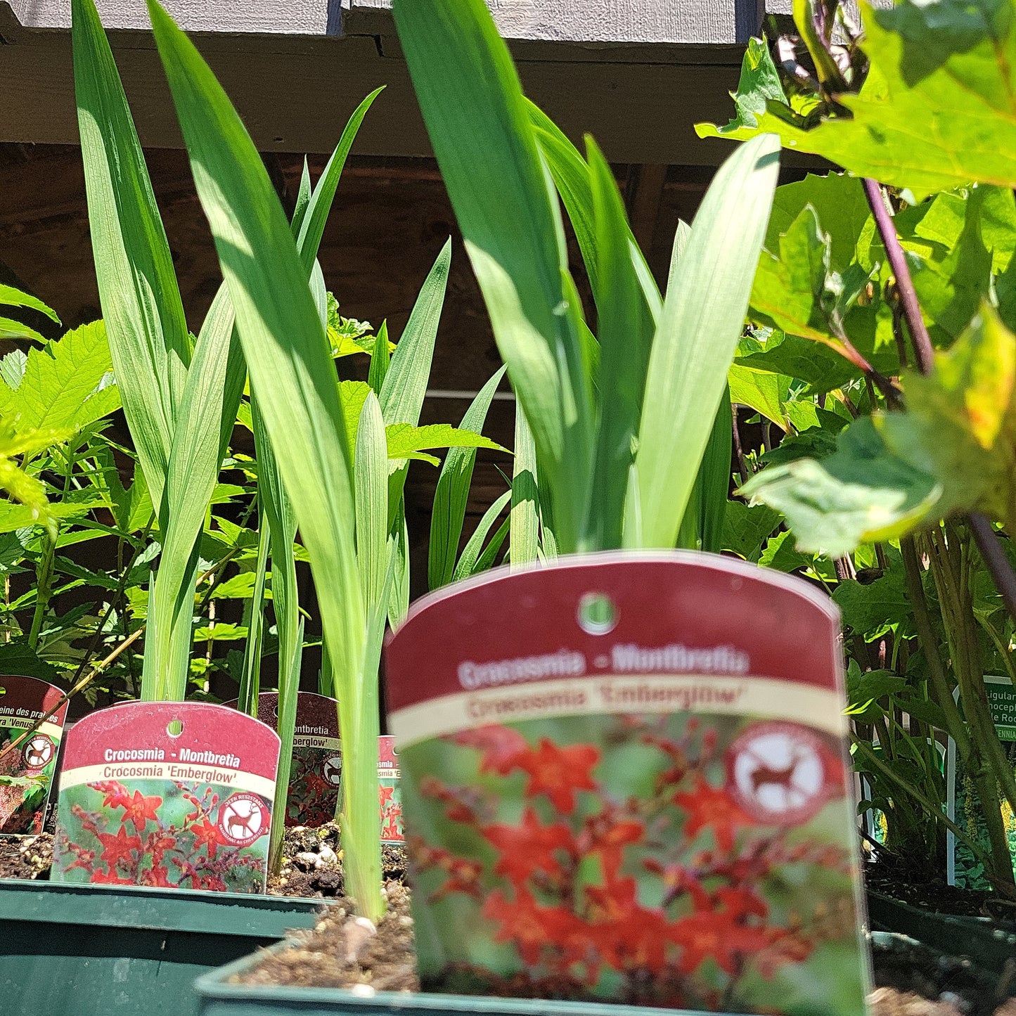 1 Gal Crocosmia