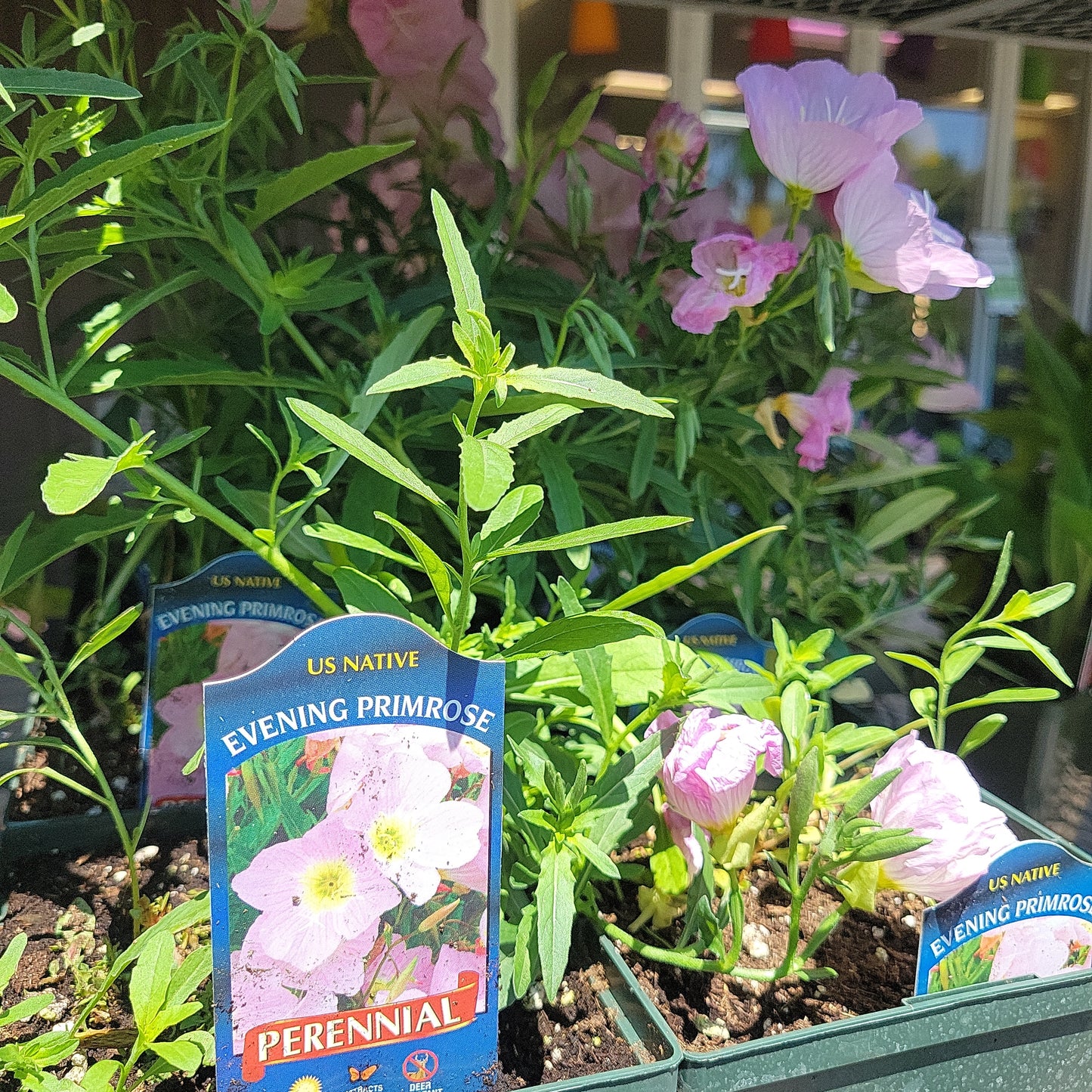 Oenothera Siskiyou 'Evening Primrose'
