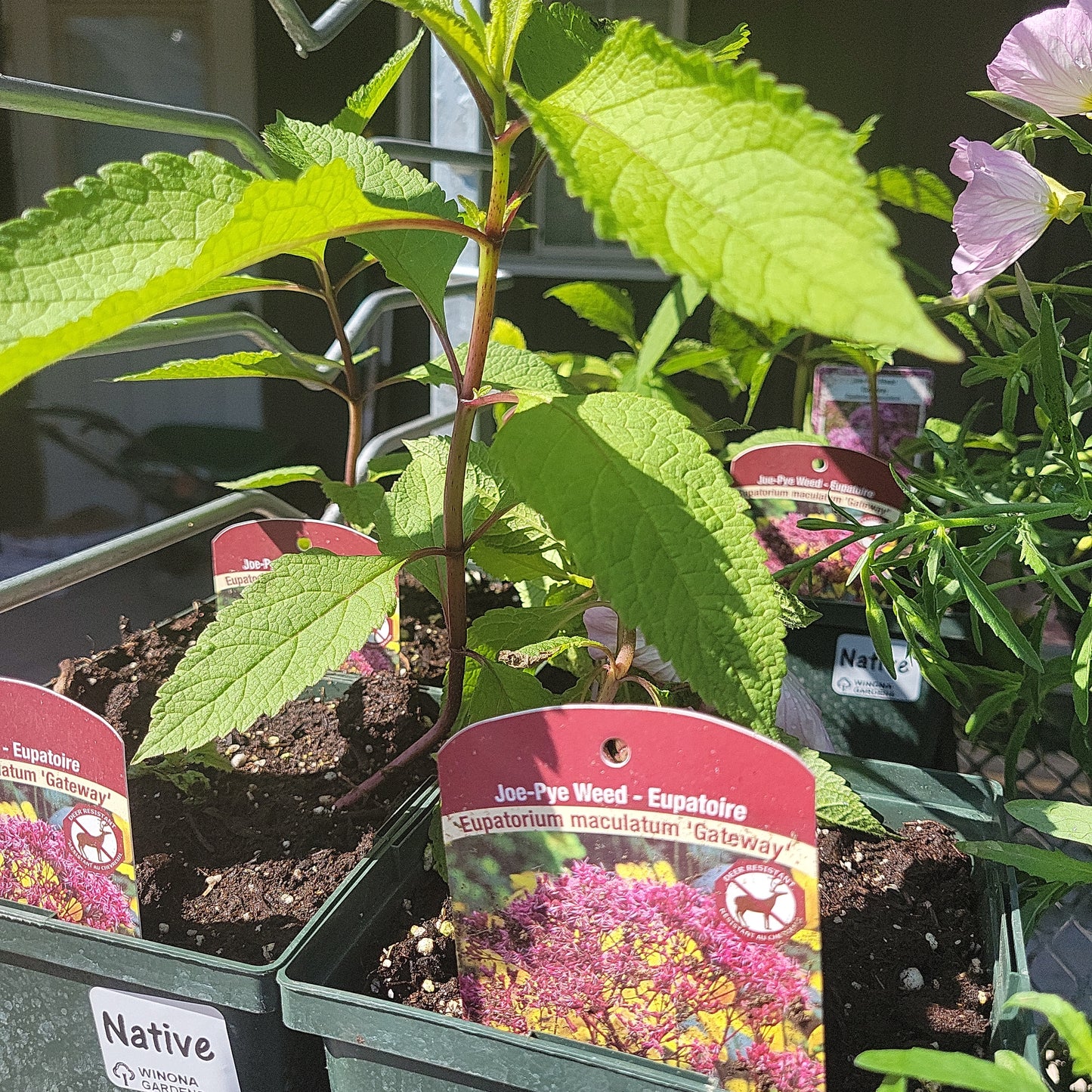 1 Gal Joe-Pye Weed 'Eupatorium Maculatum'