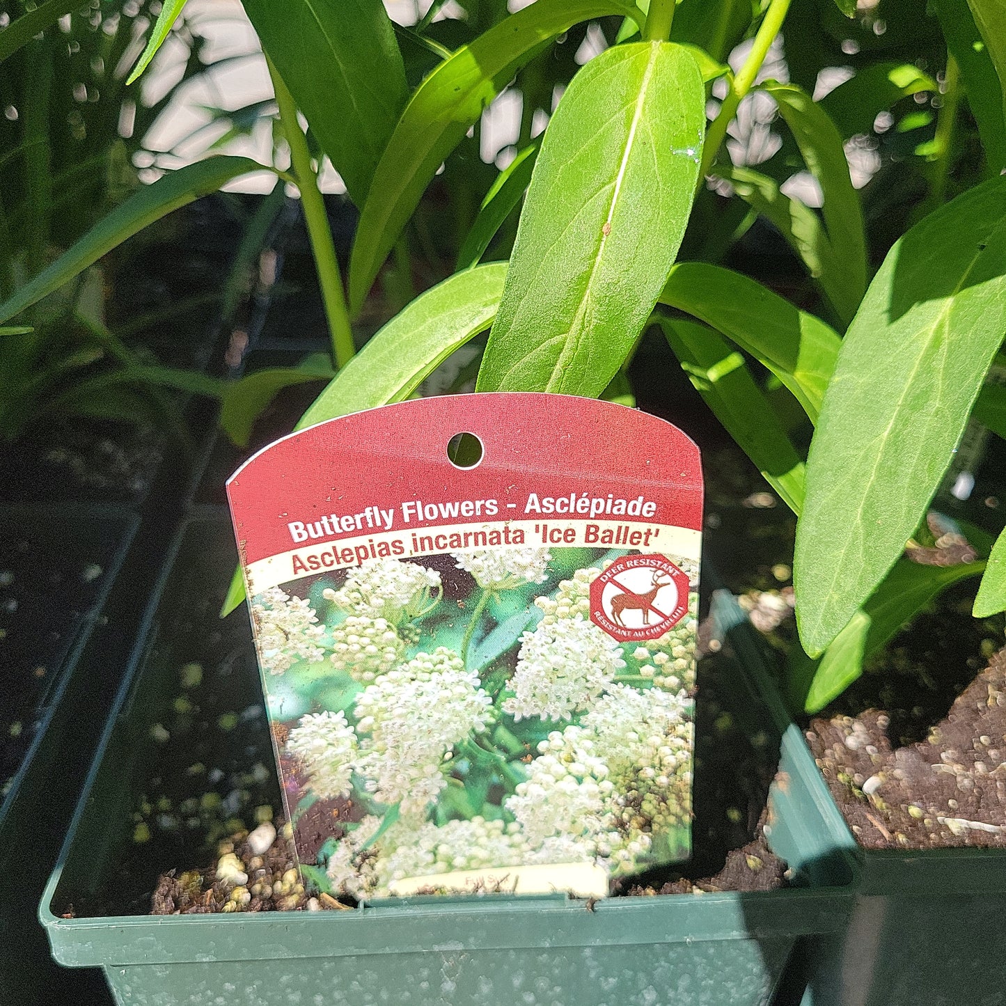 1 Gal Milkweed