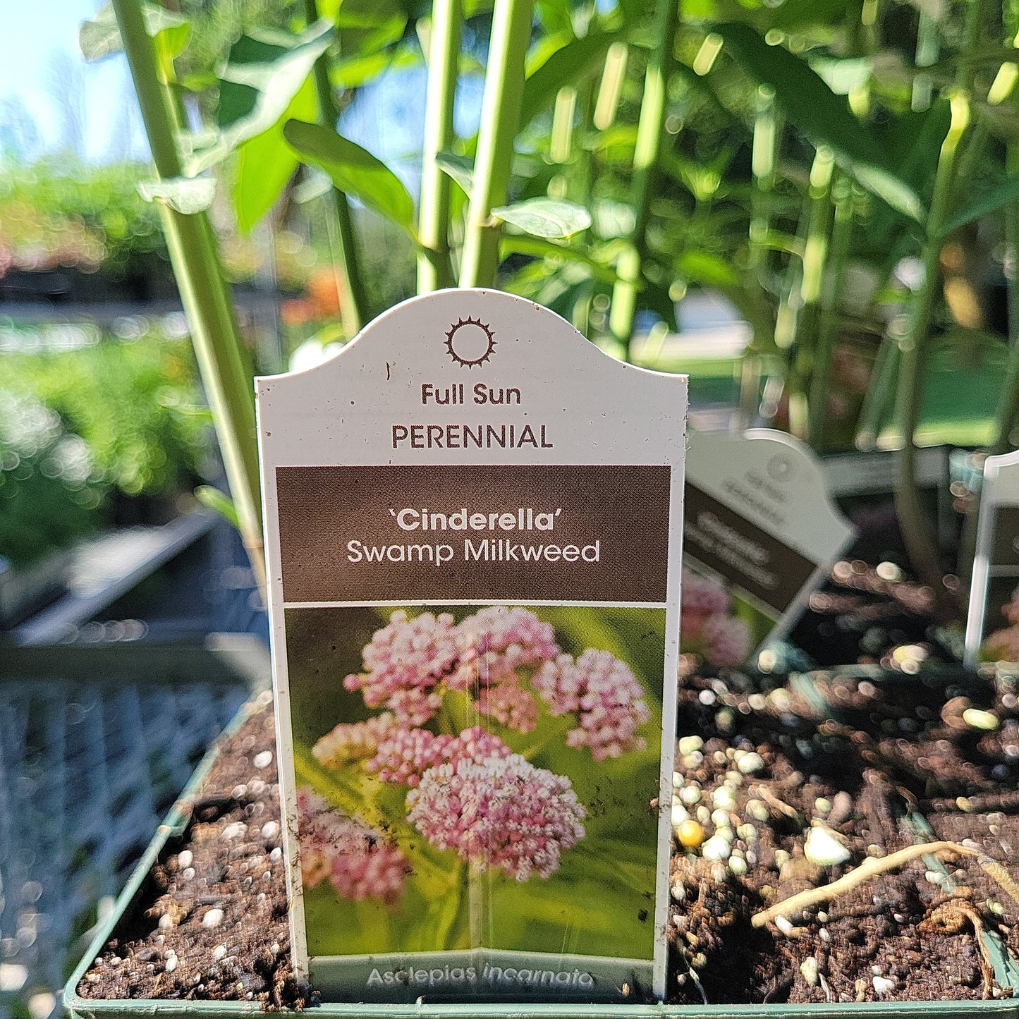 1 Gal Milkweed
