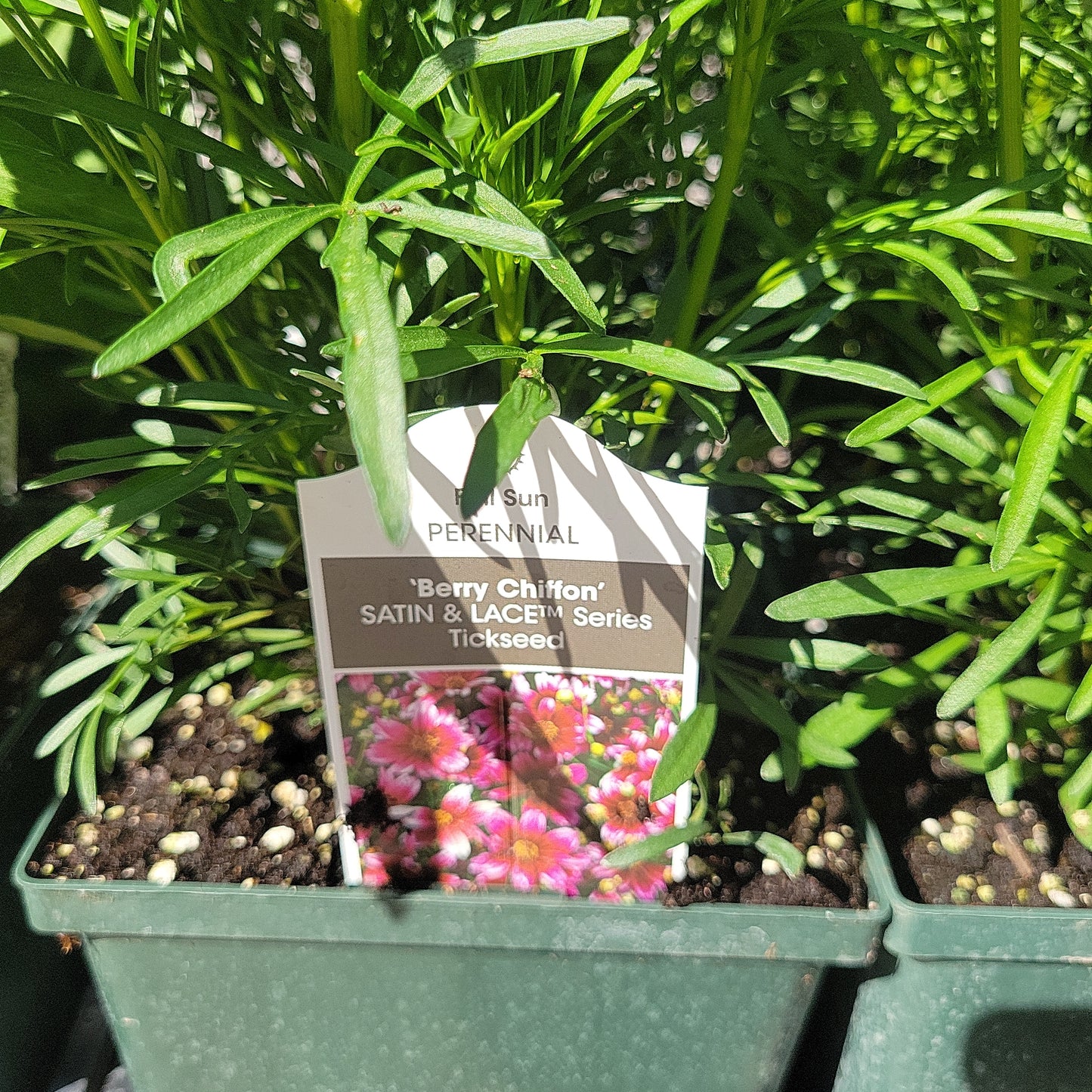 1 Gal Coreopsis 'Tickseed'