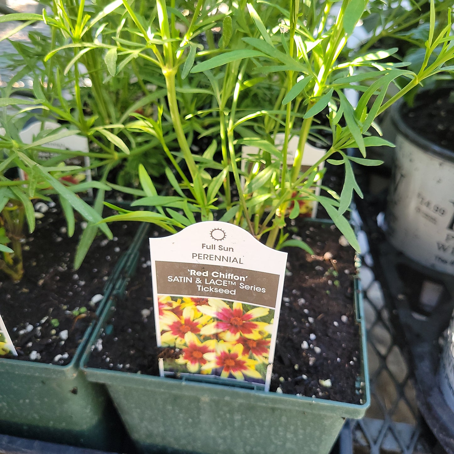 1 Gal Coreopsis 'Tickseed'