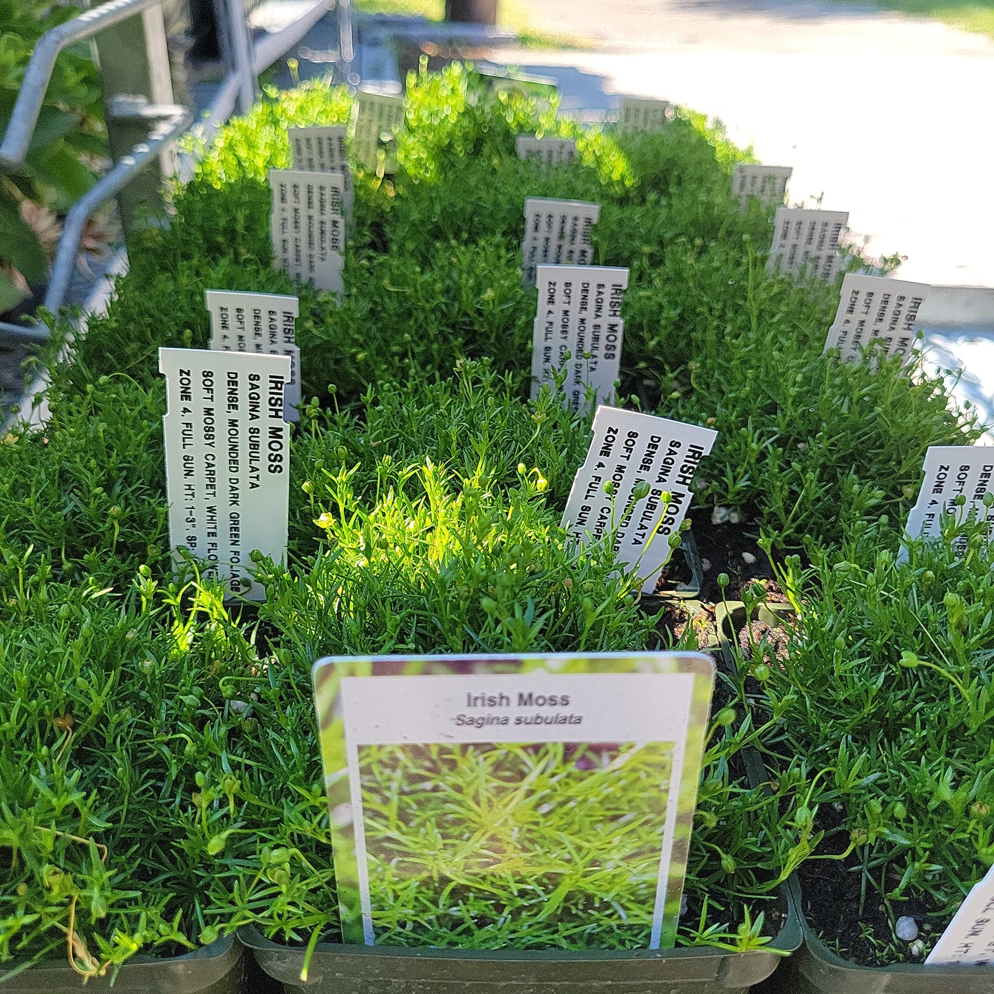4" Irish Moss 'Sagina'
