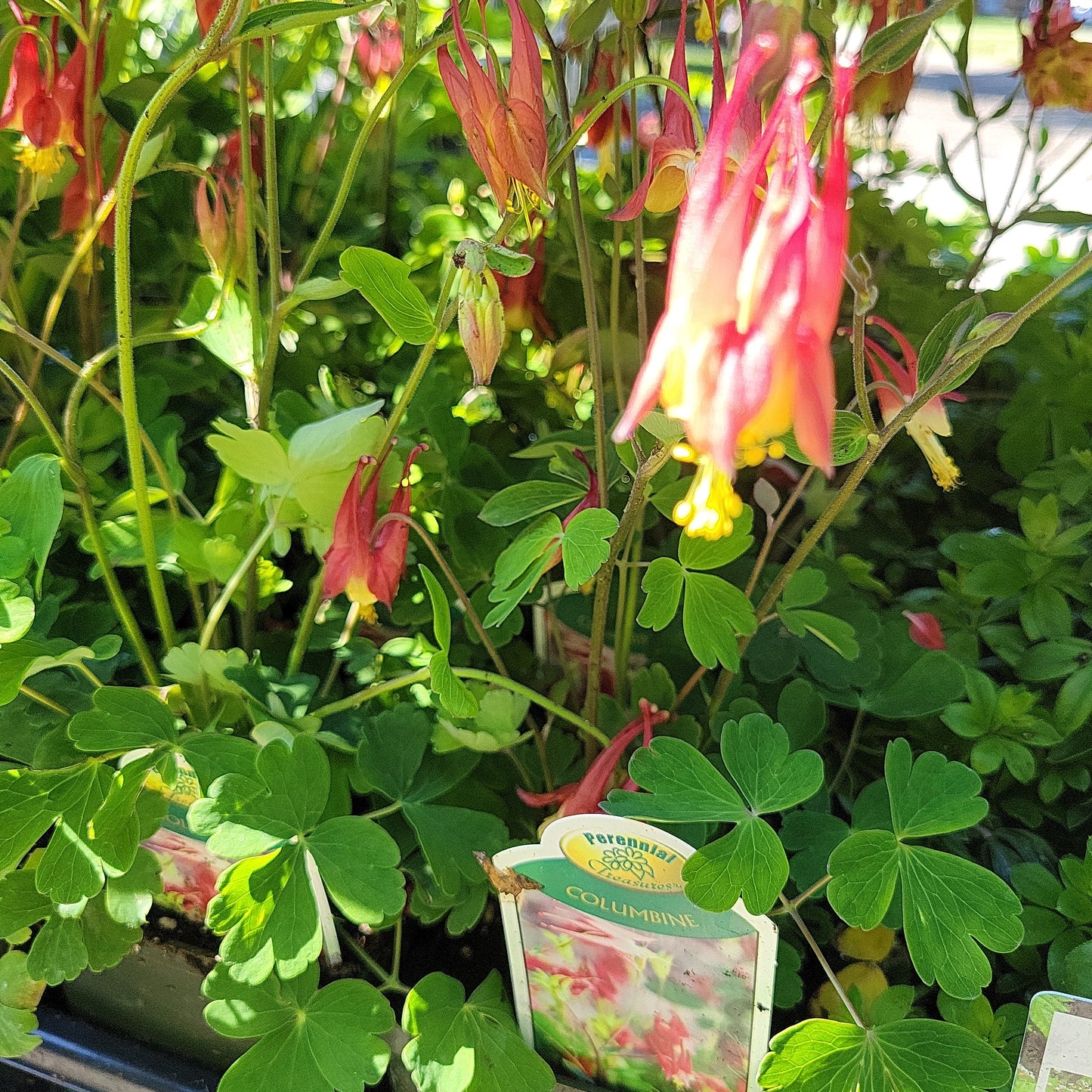 4" Columbine (Aquilegia)
