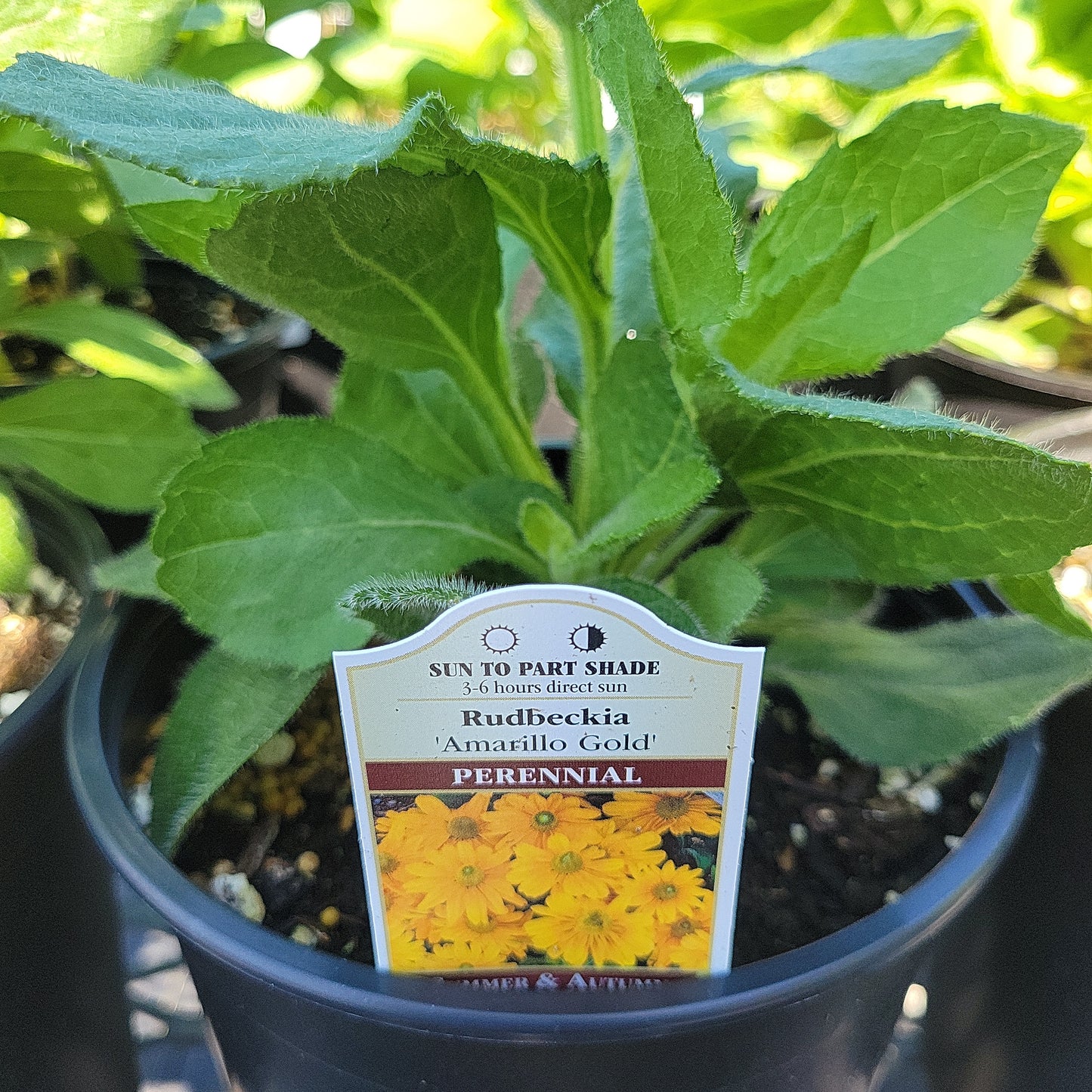1 Gal Black Eyed Susan (Rudbeckia)