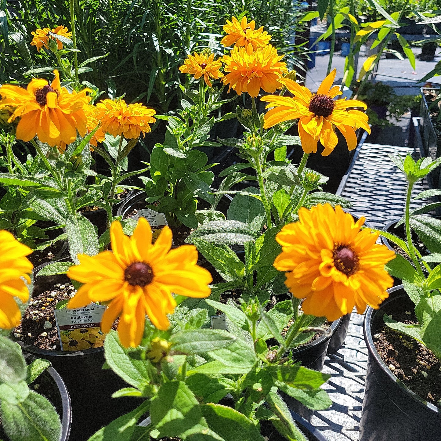 1 Gal Black Eyed Susan (Rudbeckia)