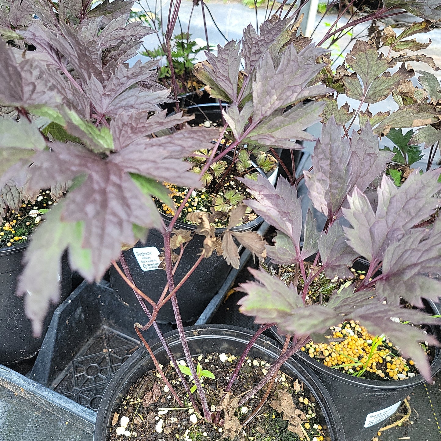 1 Gal Bugbane 'Hillside Black Beauty' (Cimicifuga)