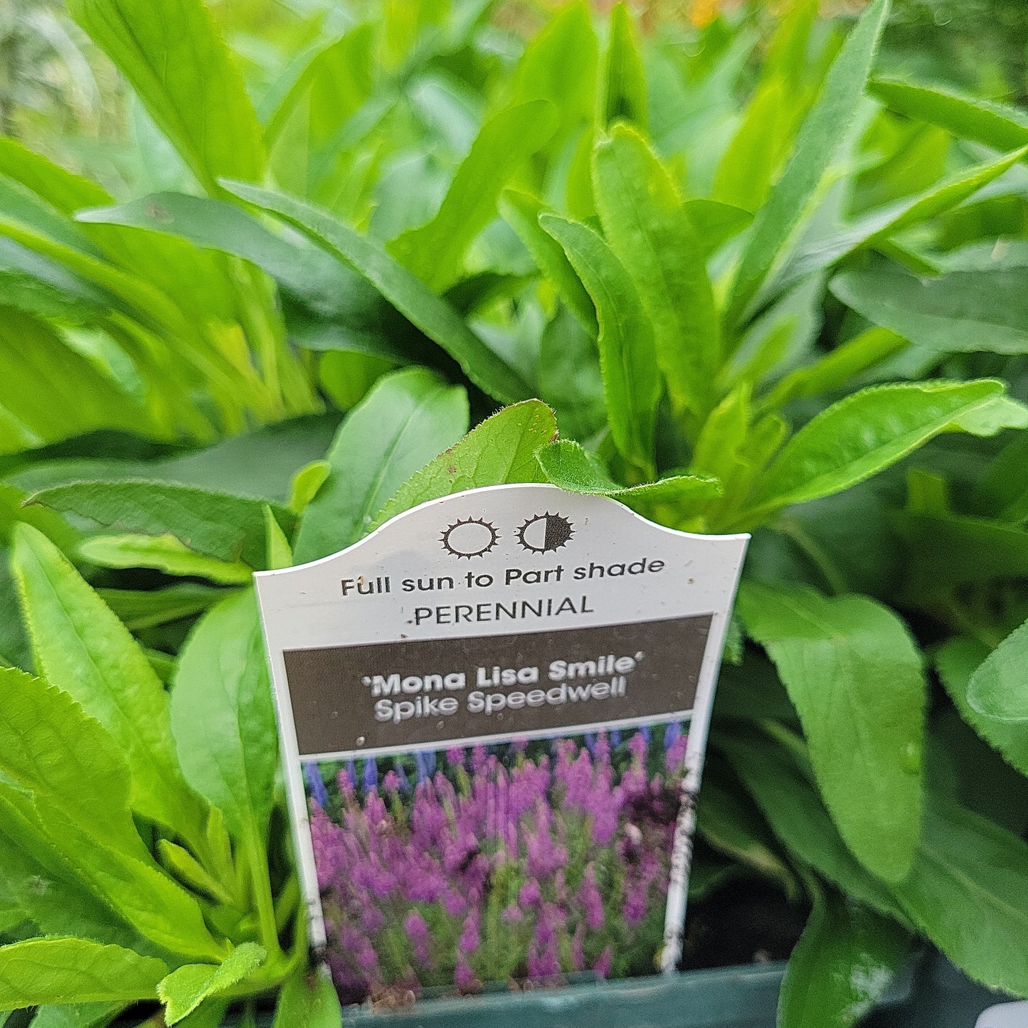 1 Gal Speedwell (Veronica)