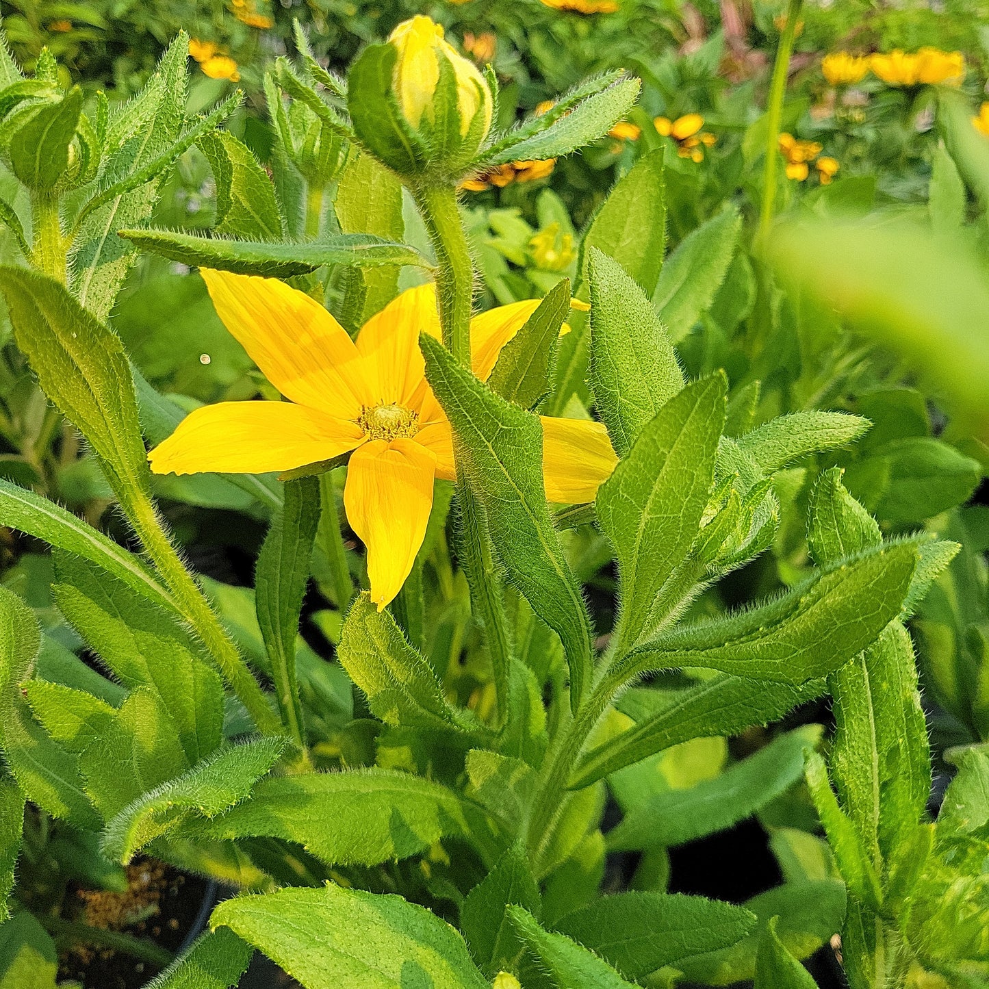1 Gal Black Eyed Susan (Rudbeckia)