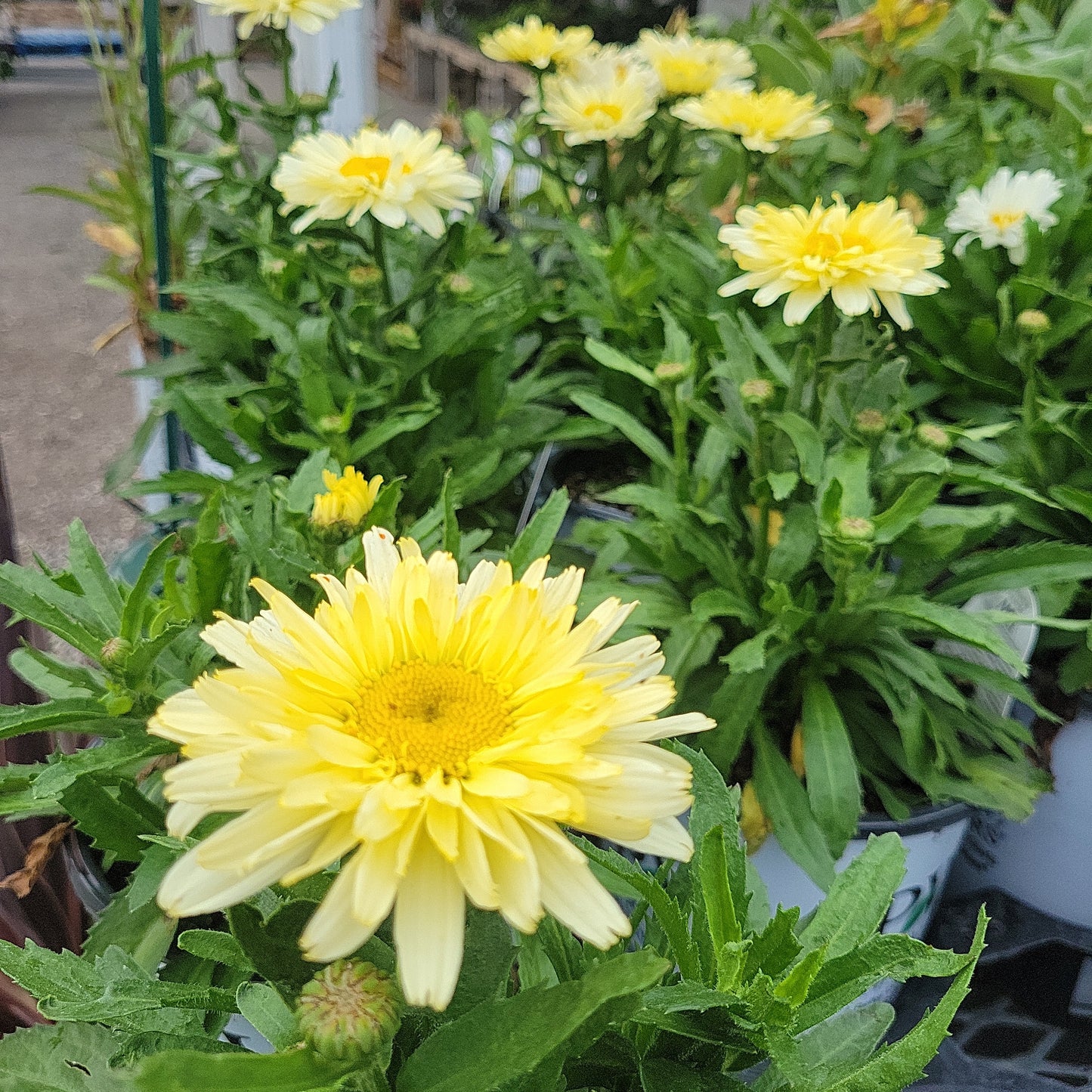 1 Gal Leucanthemum (Shasta Daisy)