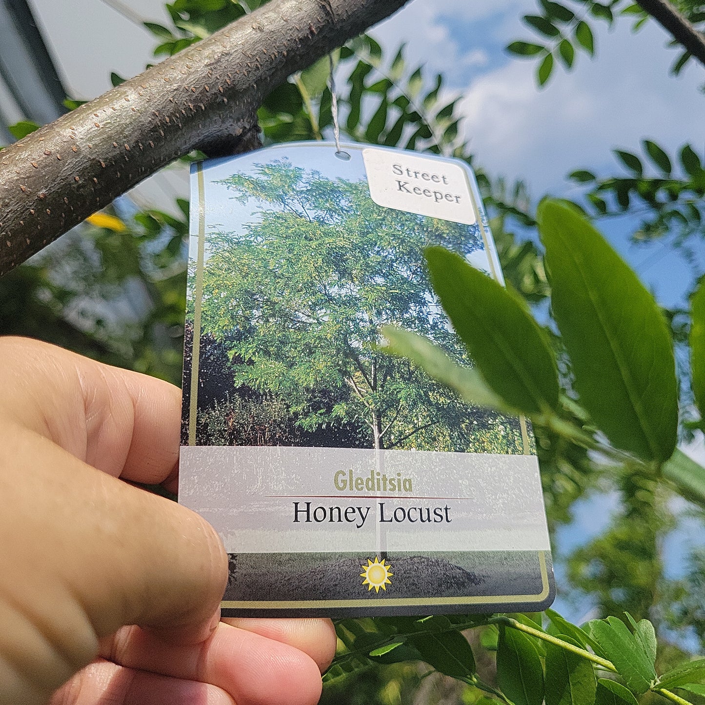 10 Gal Street Keeper Honey Locust