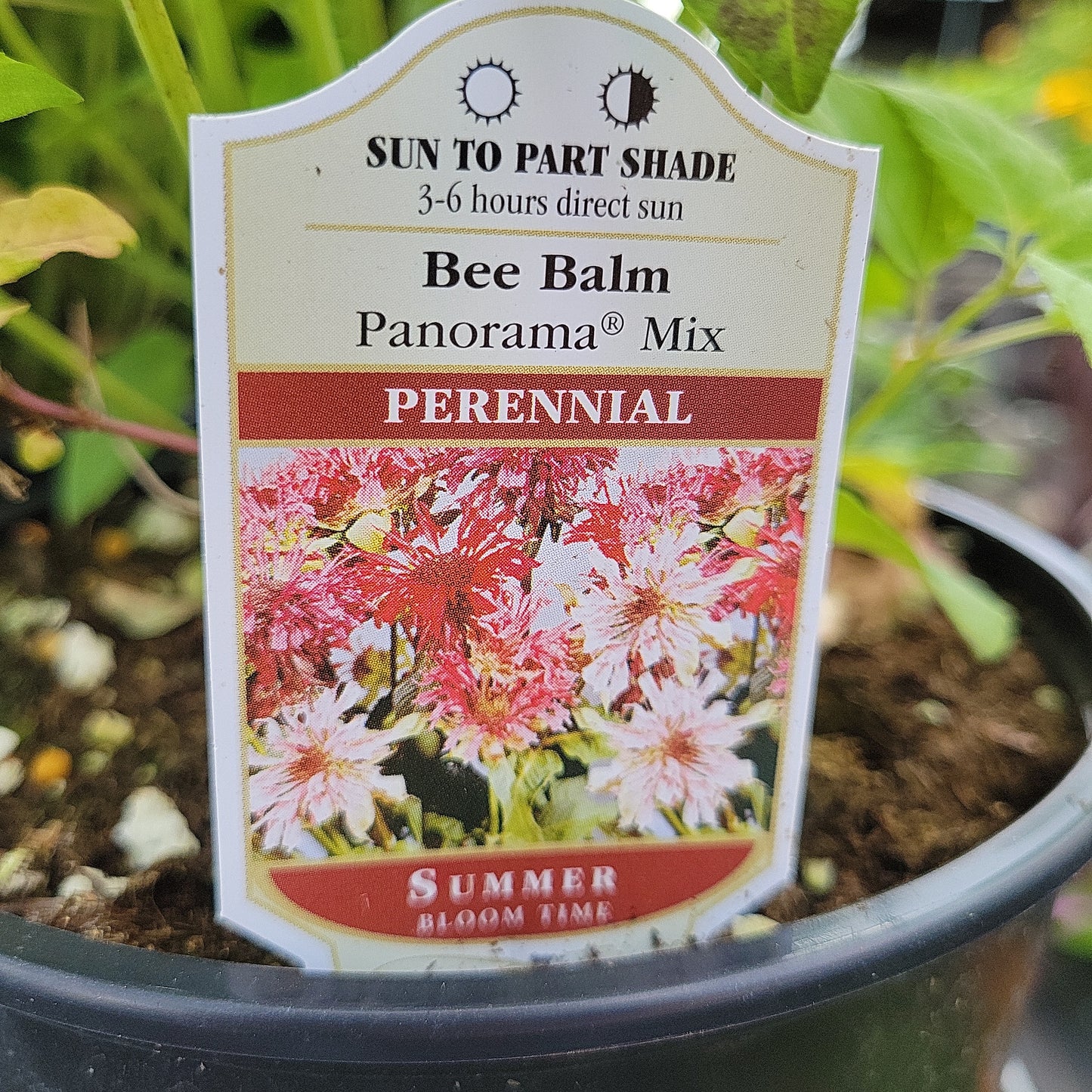 1 Gal Bee Balm 'Monarda Didyma'