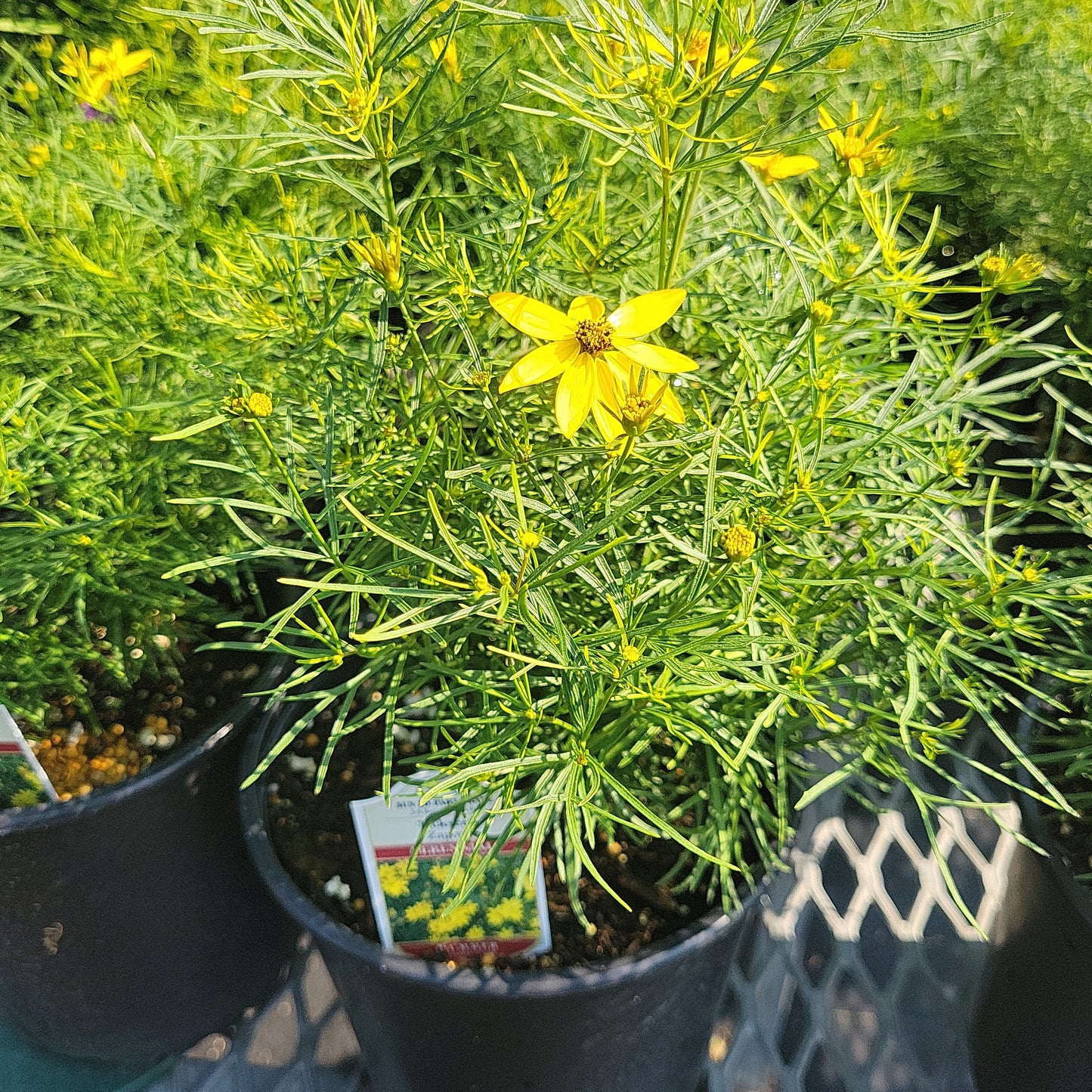 1 Gal Coreopsis 'Tickseed'