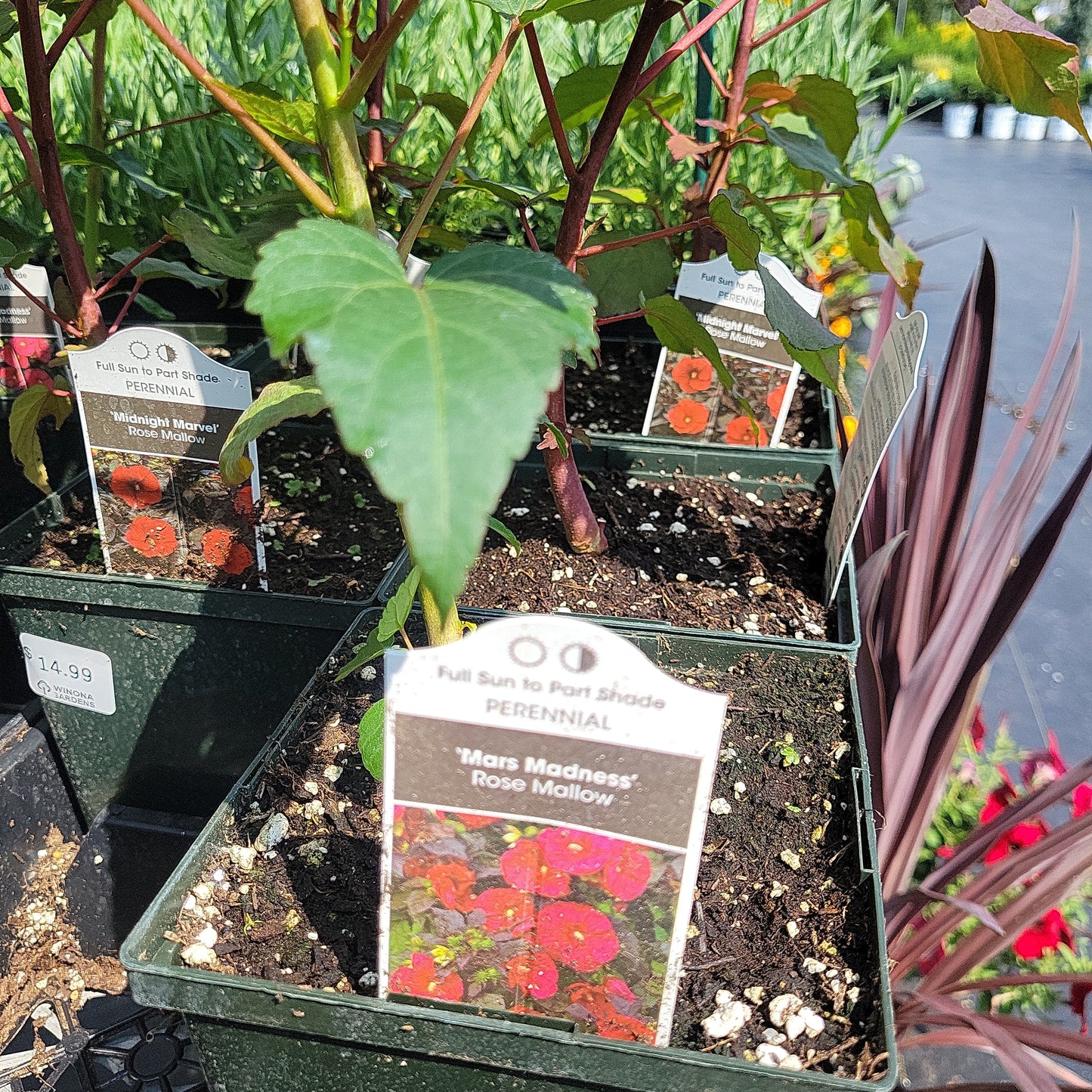 1 Gal Perennial Hibiscus