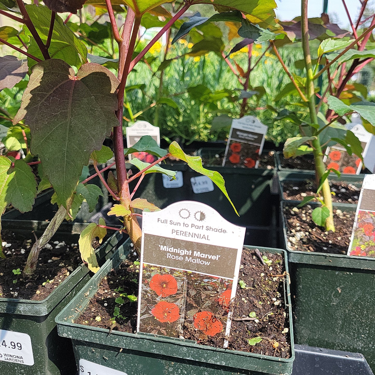 1 Gal Perennial Hibiscus