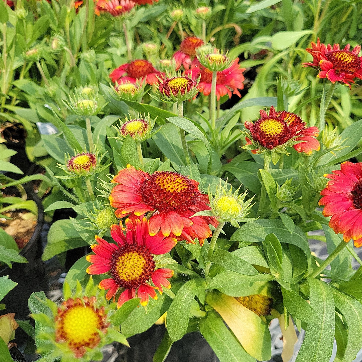 1 Gal Blanket Flower 'Gaillardia'