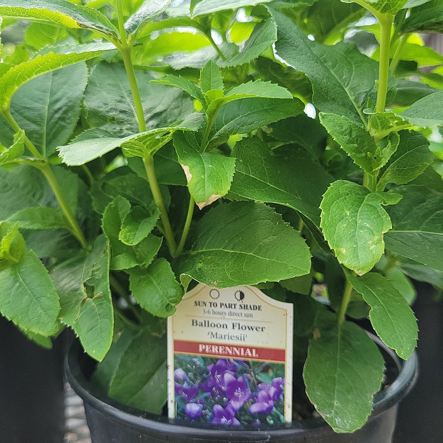 1 Gal Balloon Flower 'Mariesii'