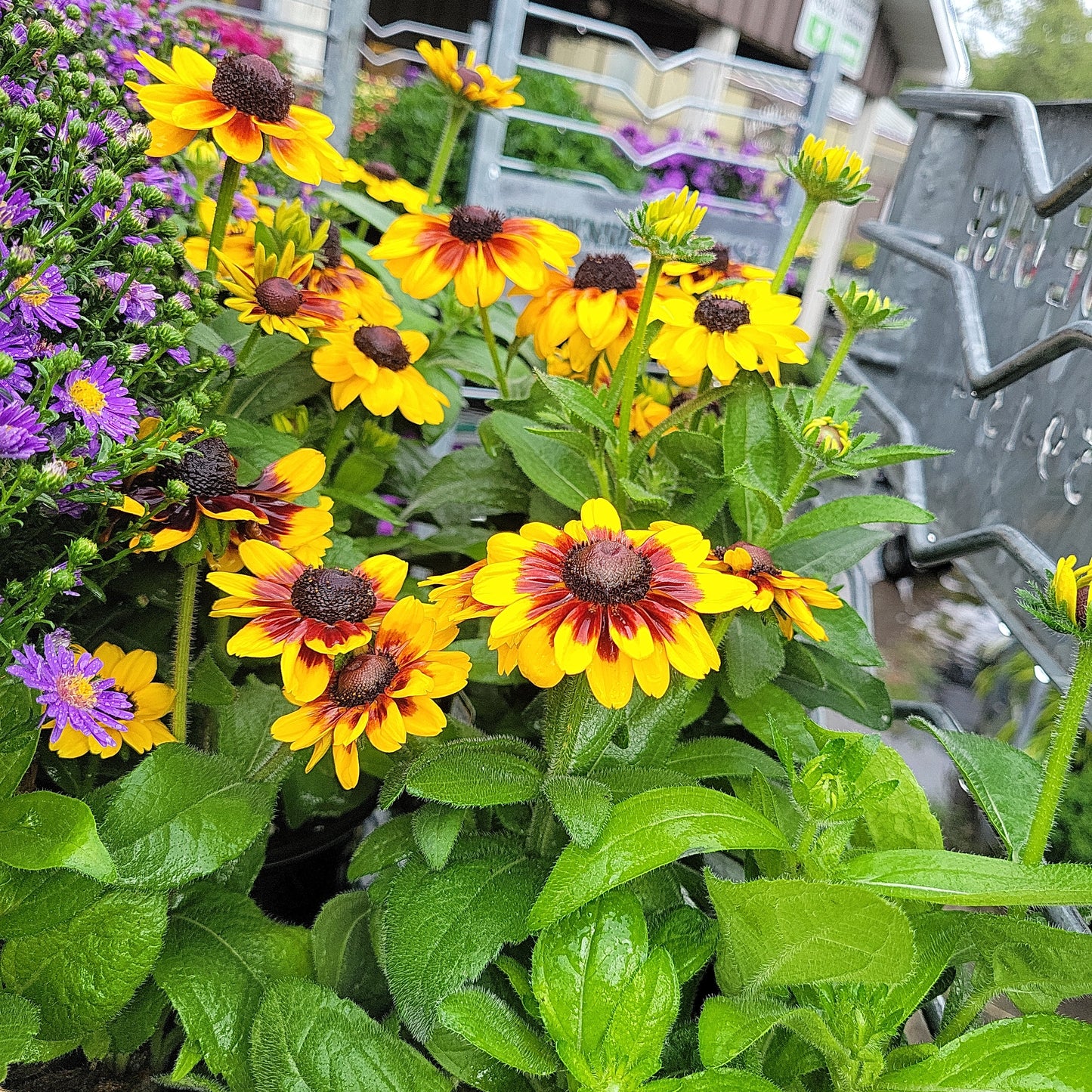 1 Gal Fall Rudbeckia (Black Eyed Susan)