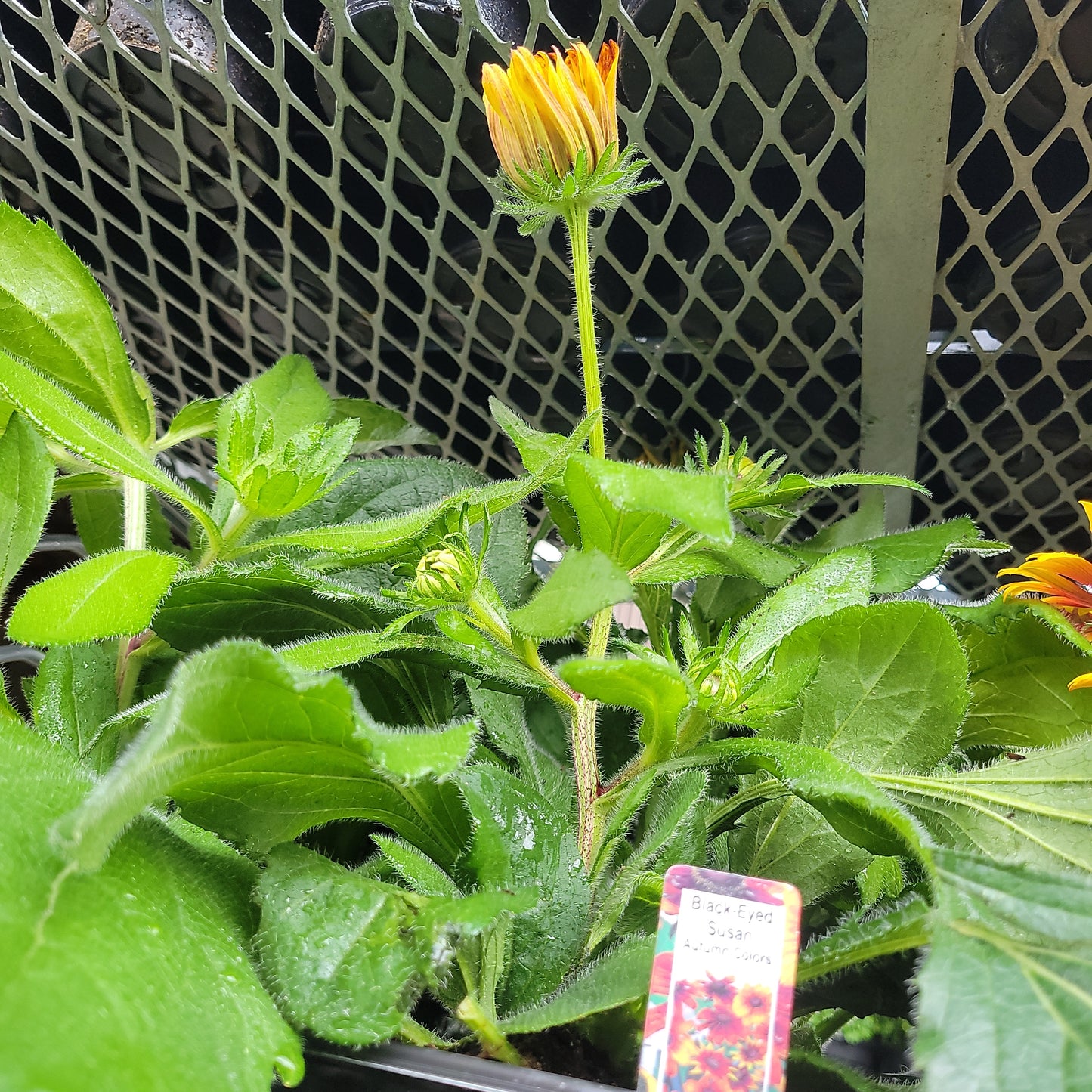 1 Gal Fall Rudbeckia (Black Eyed Susan)