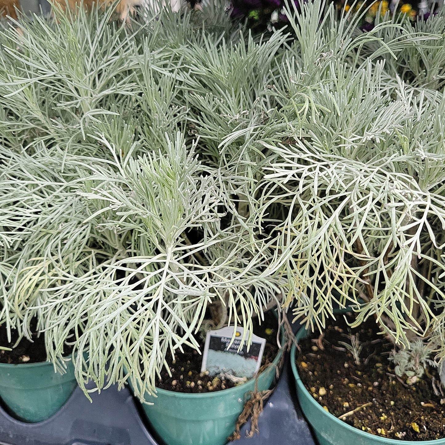 4" Artemisia