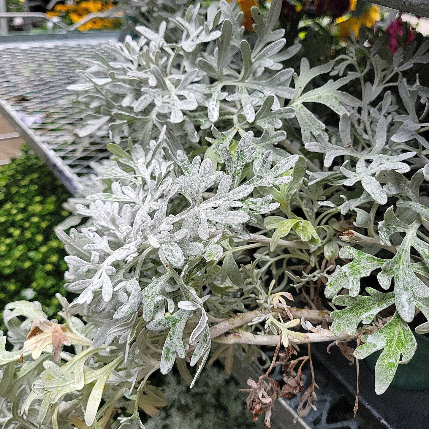 4" Artemisia
