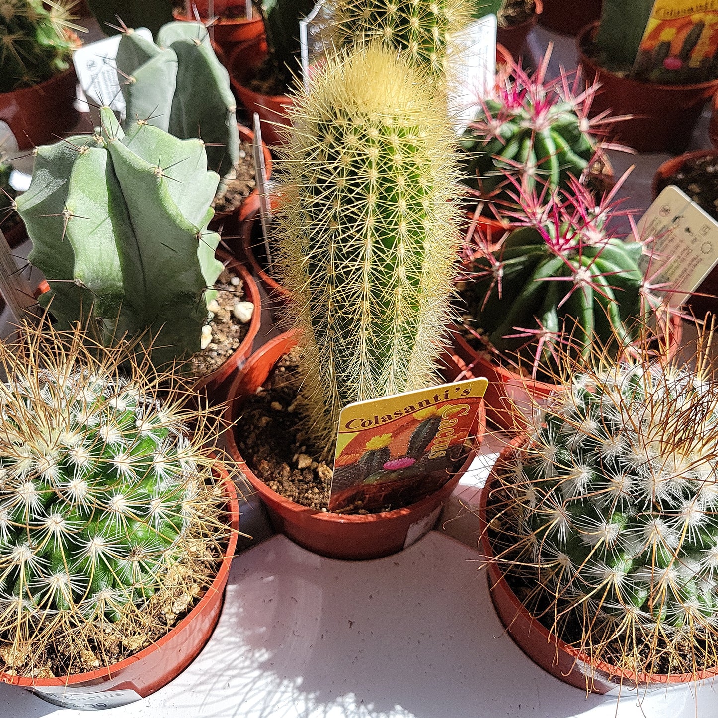 3.5" Assorted Cactus
