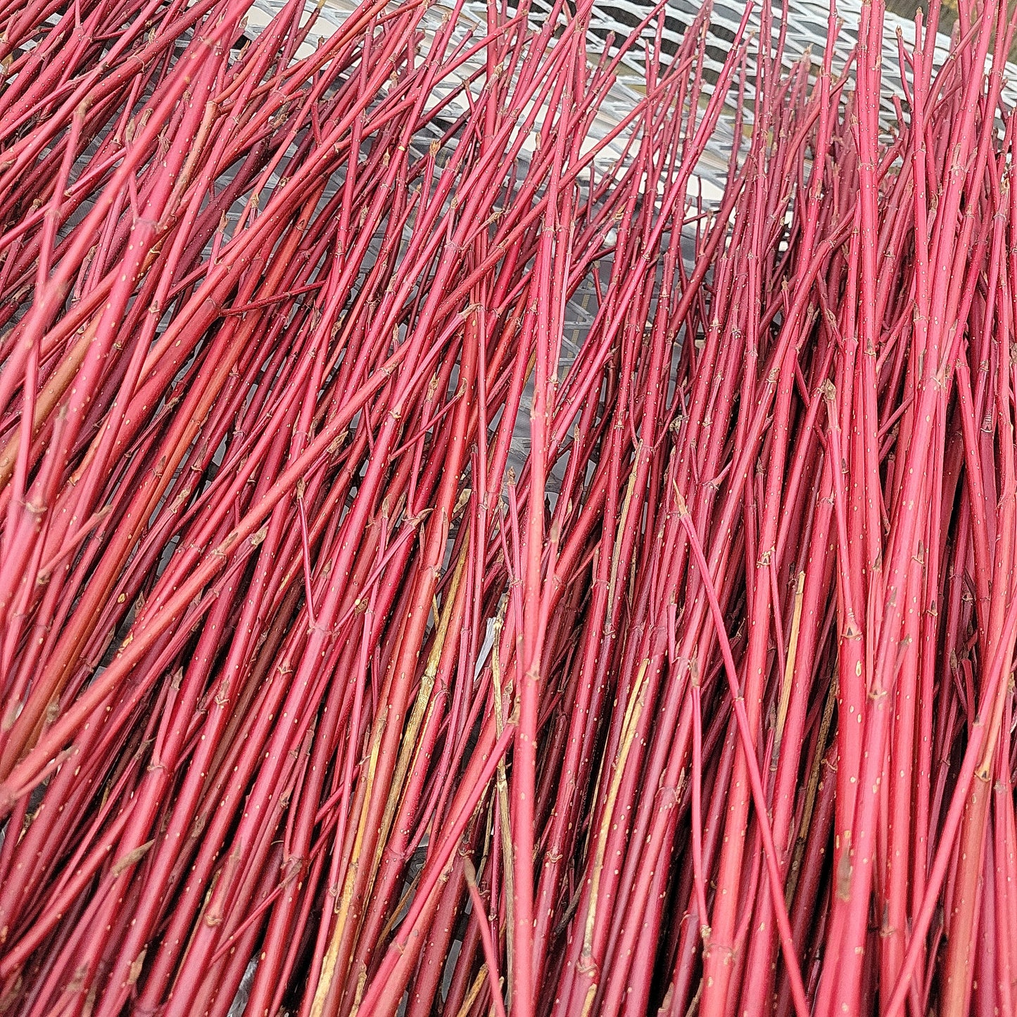 Cut Red Dogwood Bundled