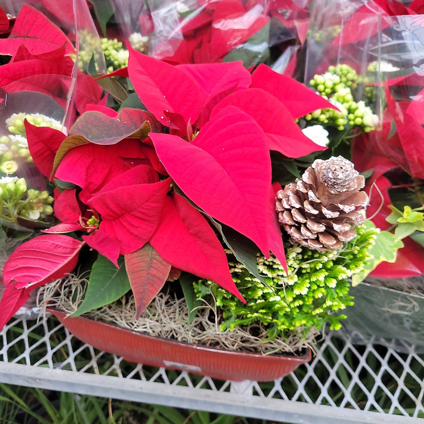 Mixed Poinsettia Planters