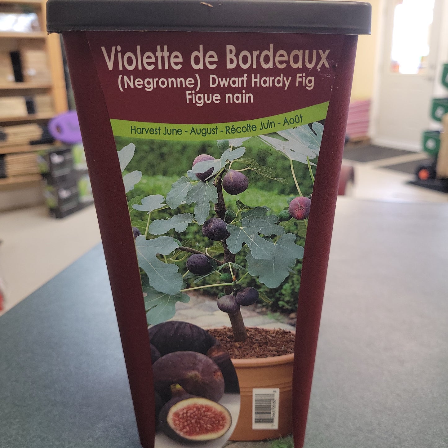 Dwarf Hardy Fig
