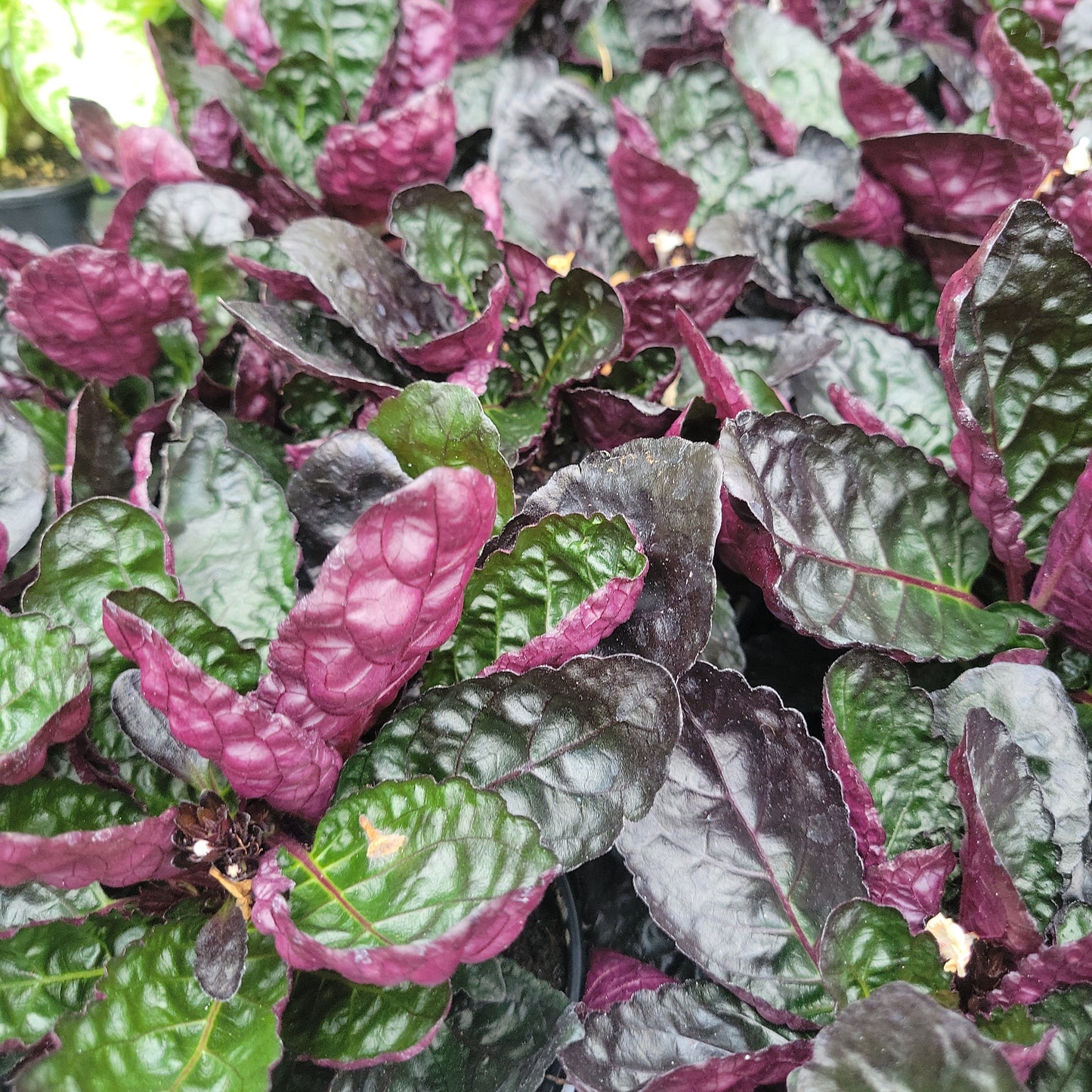 Purple Waffle Plant 'Hemigraphis Alternata'