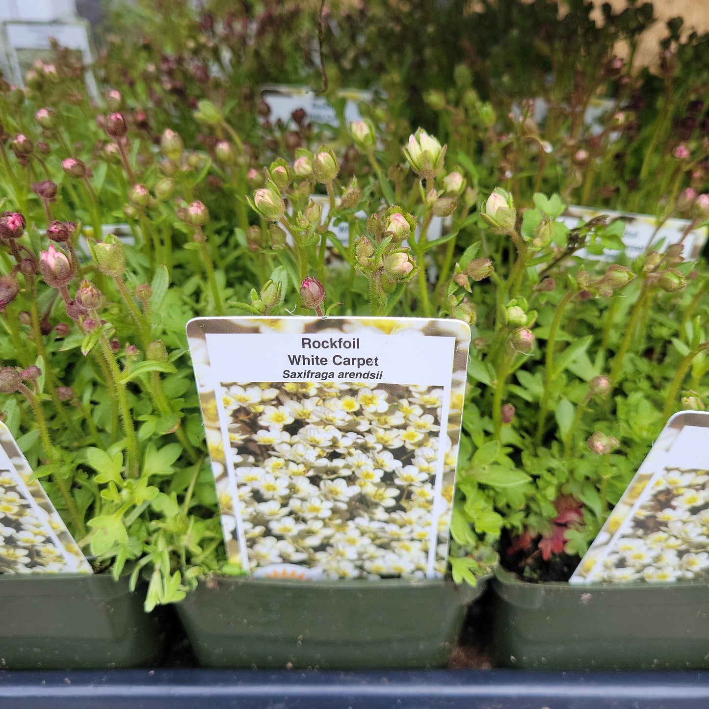 Saxifraga (Rockfoil)
