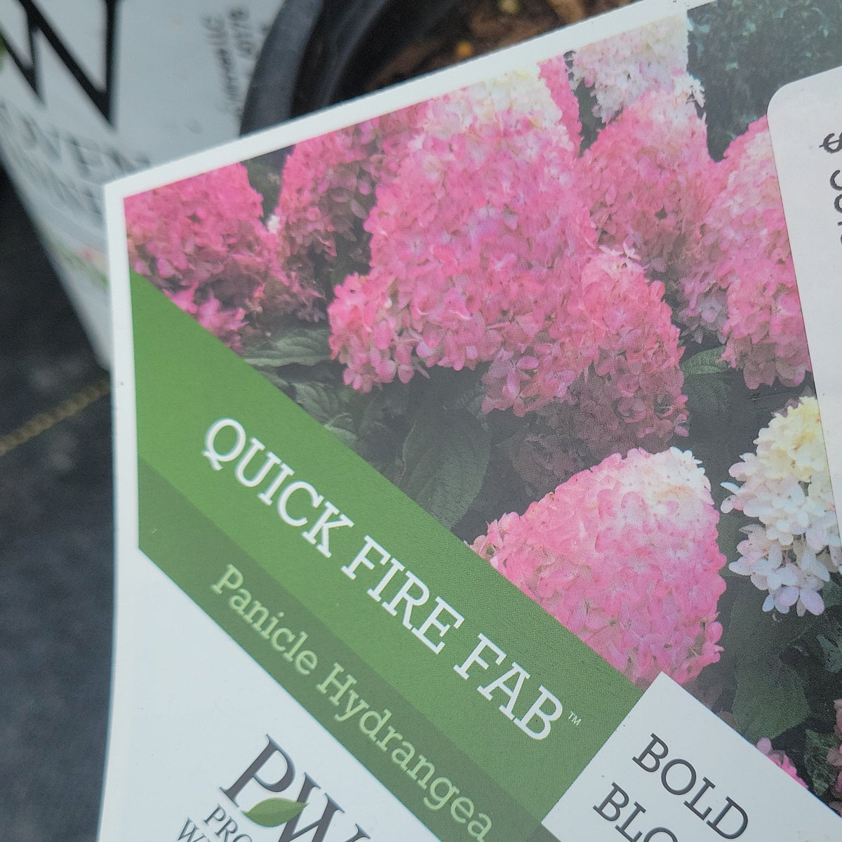 PW Quick Fire Fab Hydrangea