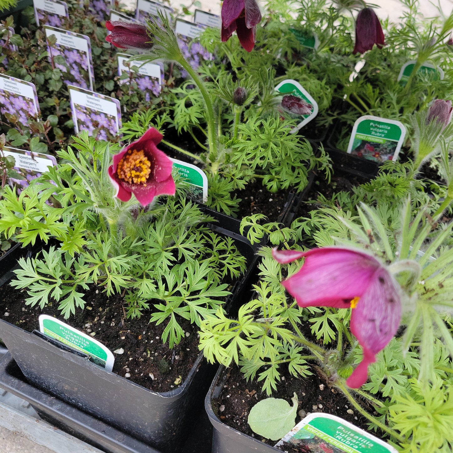 4" Pasque Flower (Pulsatilla)