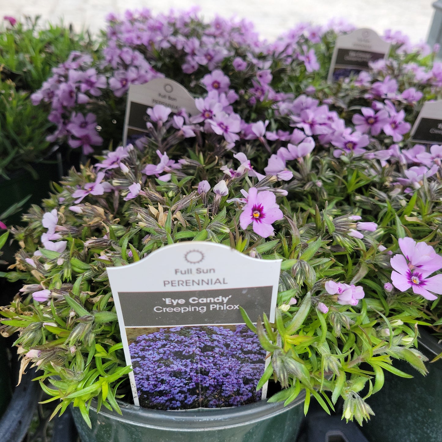 1 Gal Creeping Phlox