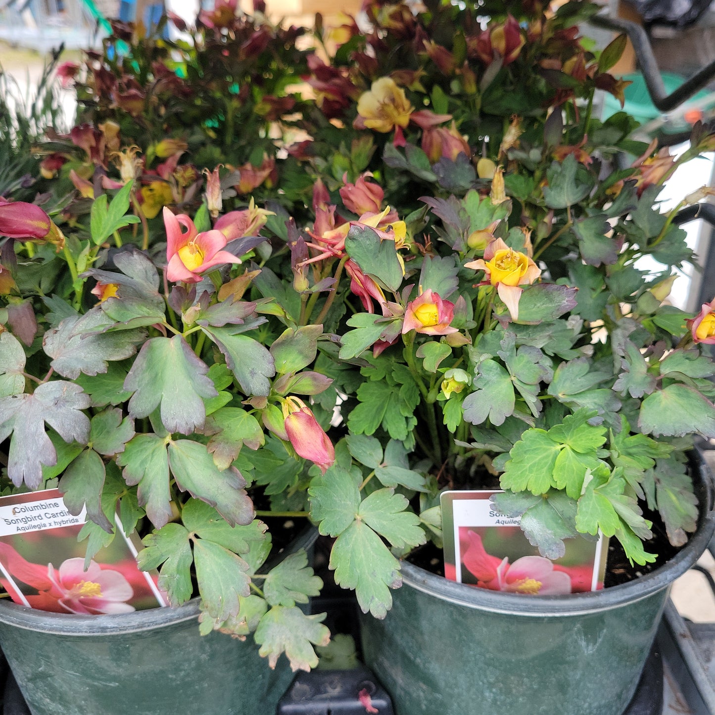 1 Gal Columbine (Aquilegia)