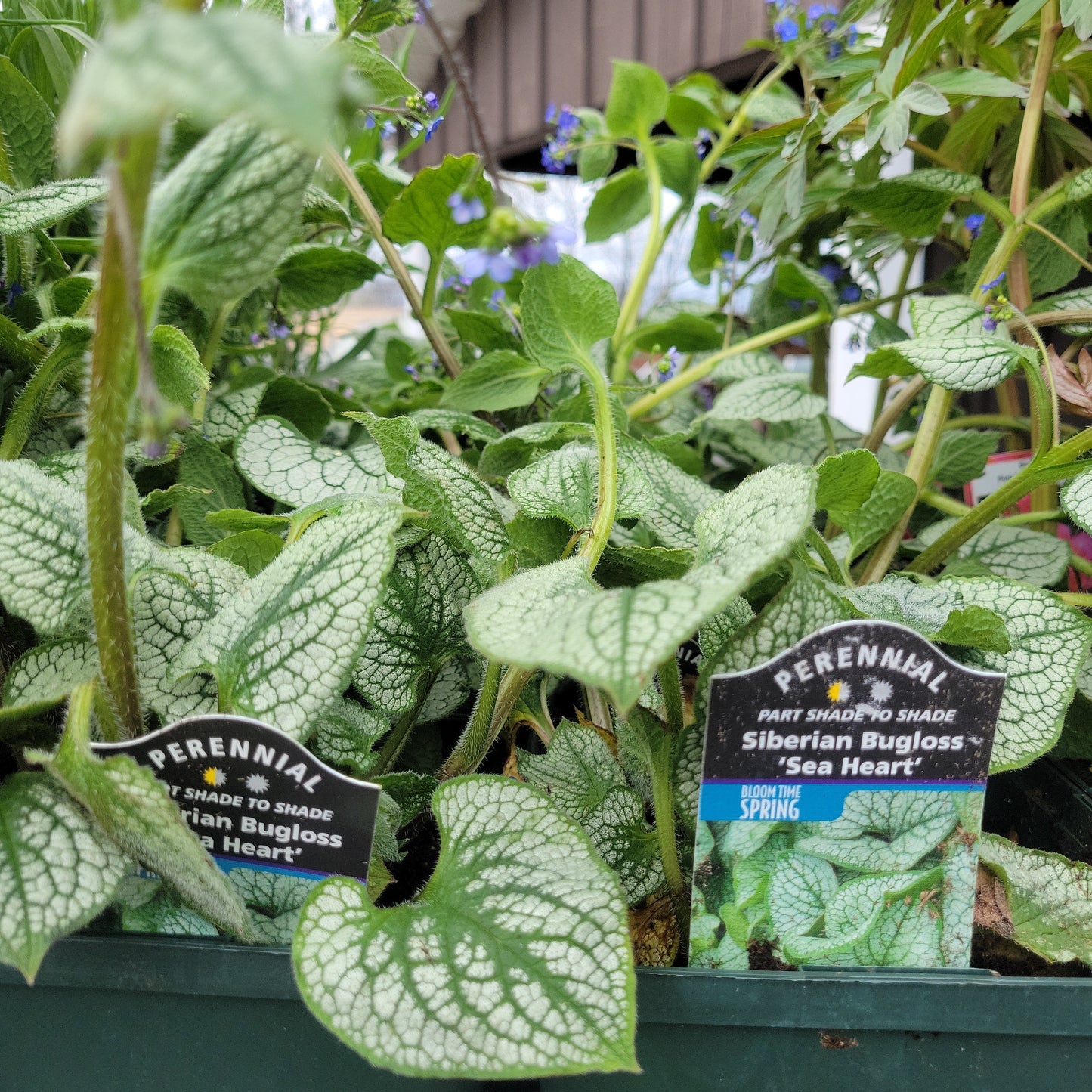 1 Gal Siberian Bugloss (Brunnera)