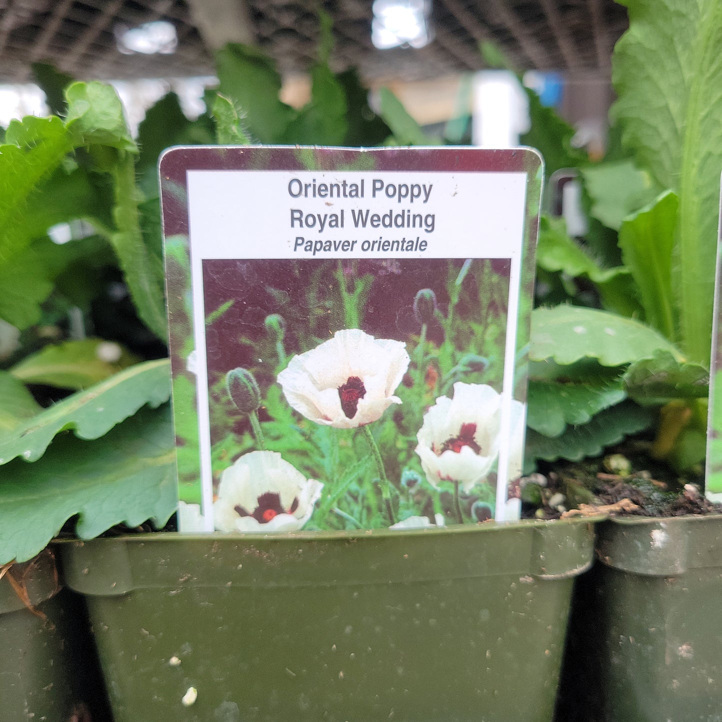 4" Oriental Poppy "Papaver"