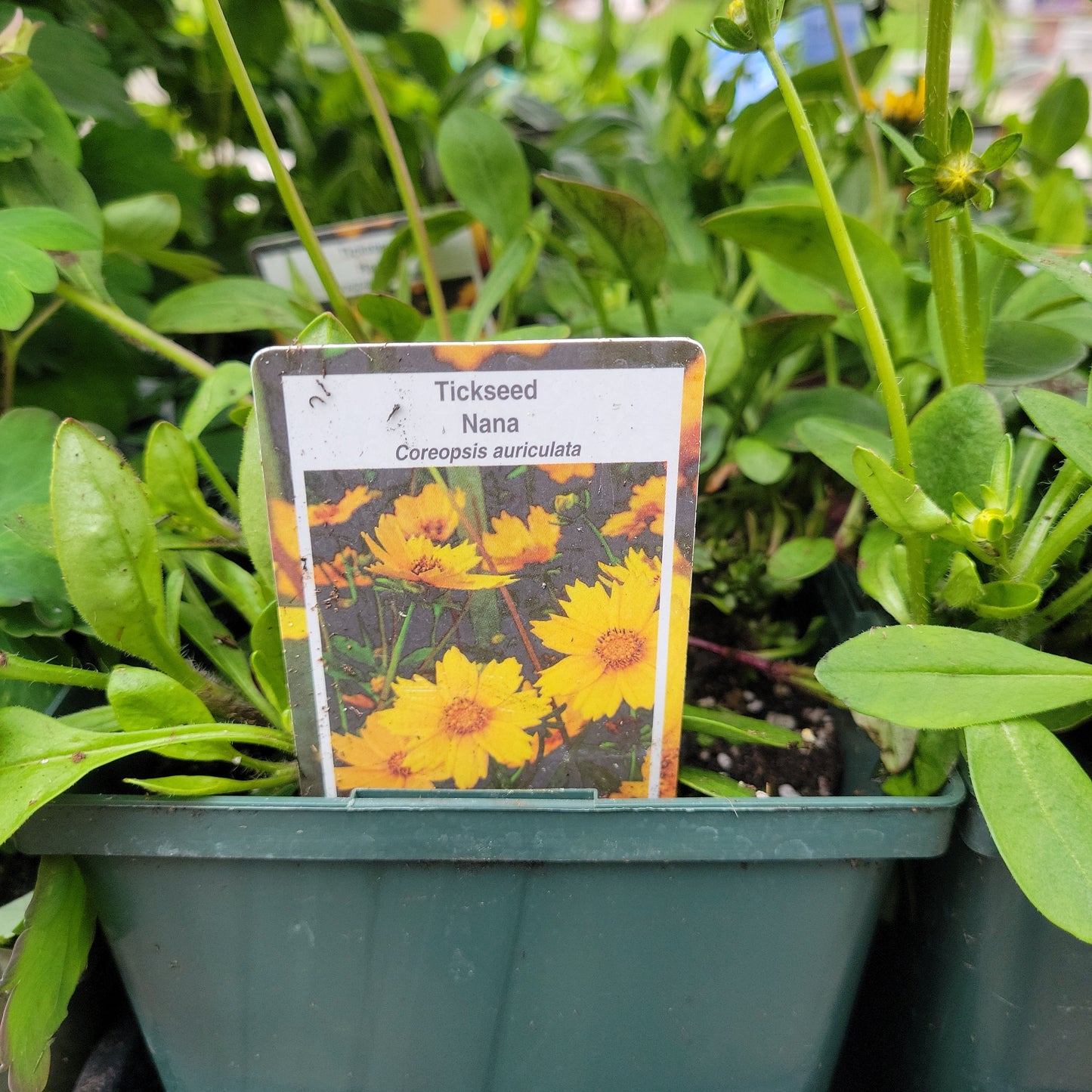 1 Gal Coreopsis 'Tickseed'
