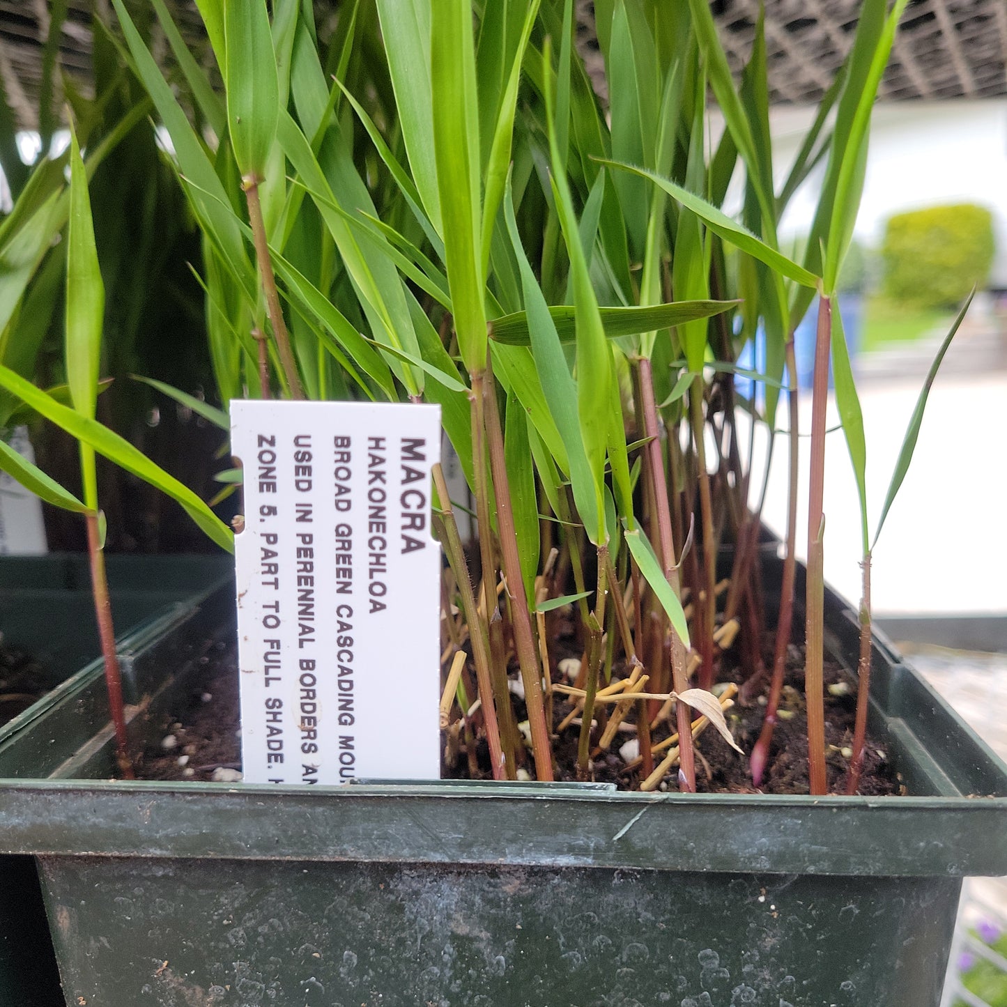 1 Gal Japanese Forest Grass (Hakonechloa)