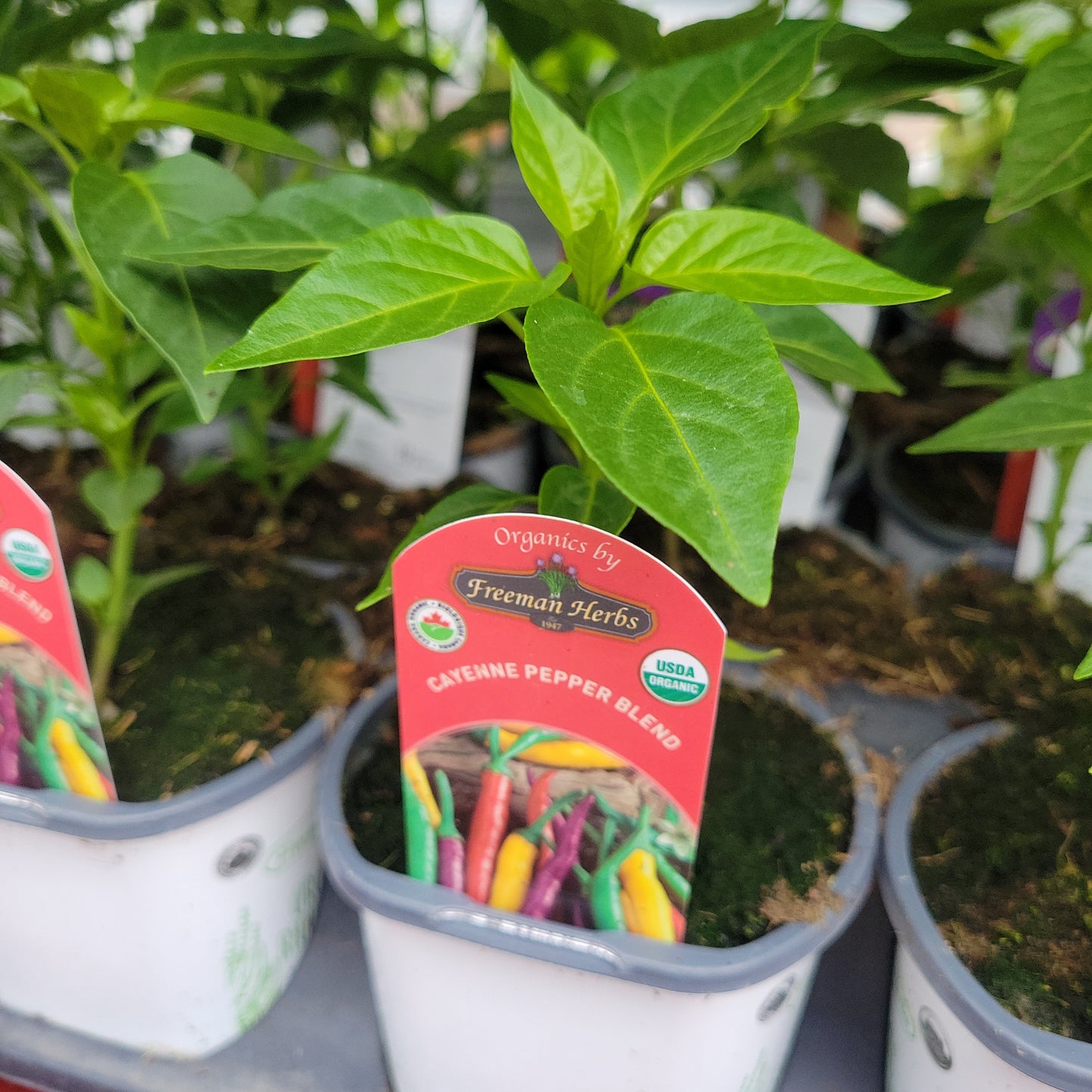Organic 4" Hot Cayenne Pepper