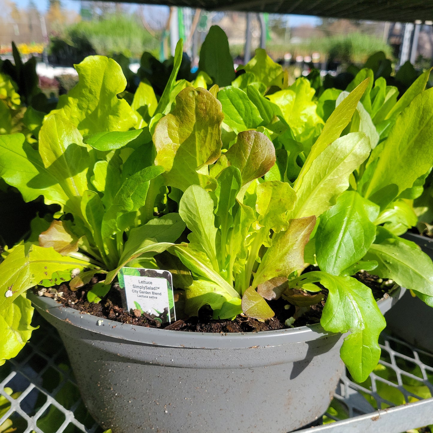 Mixed Lettuce Bowls