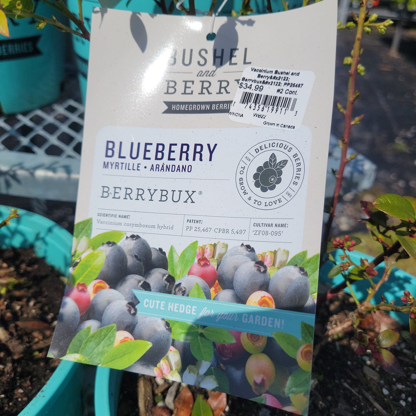 Blueberries by 'Bushel & Berry'