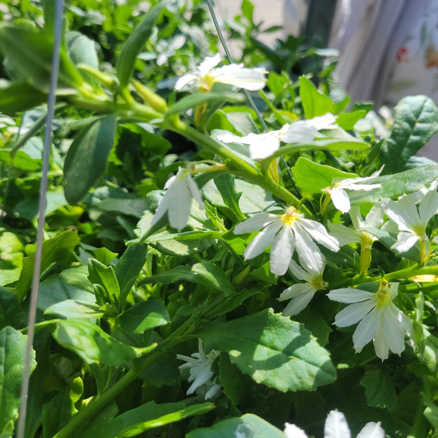 10" Scaevola Hanging Basket 'Fan Flower'
