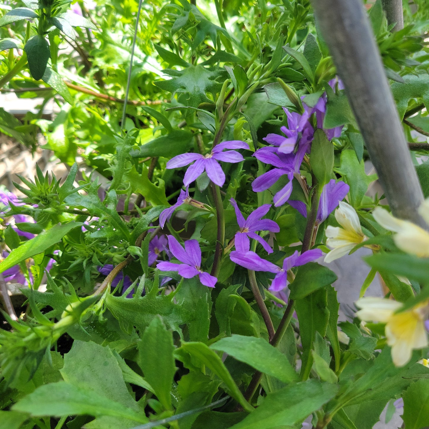 10" Scaevola Hanging Basket 'Fan Flower'