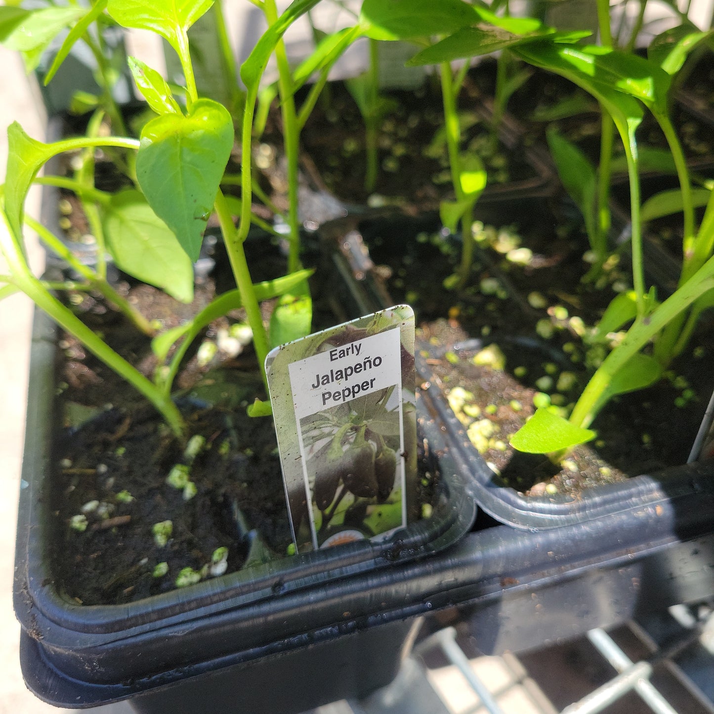 Jalapeño (Multi Pack)