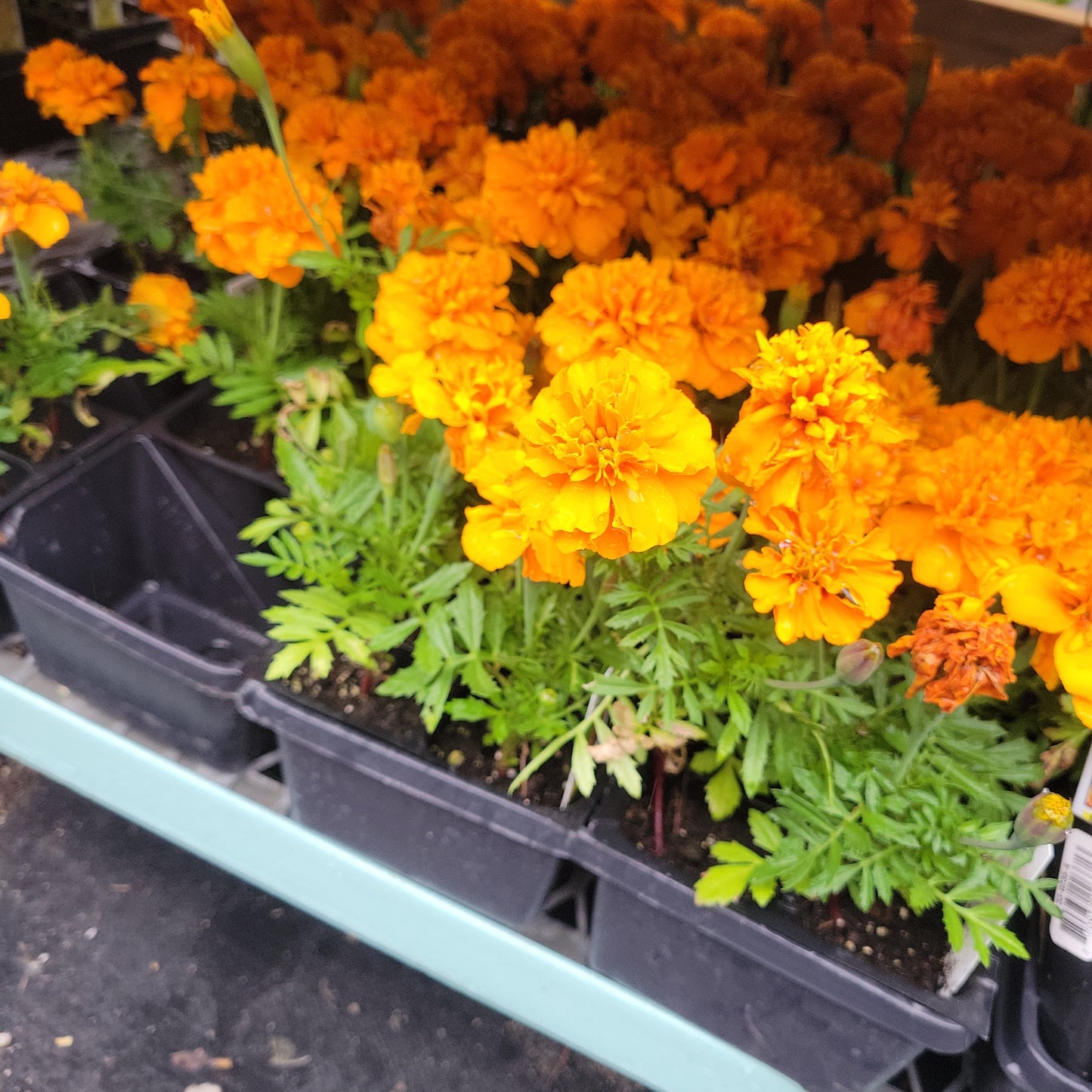 Marigolds Multi Pack