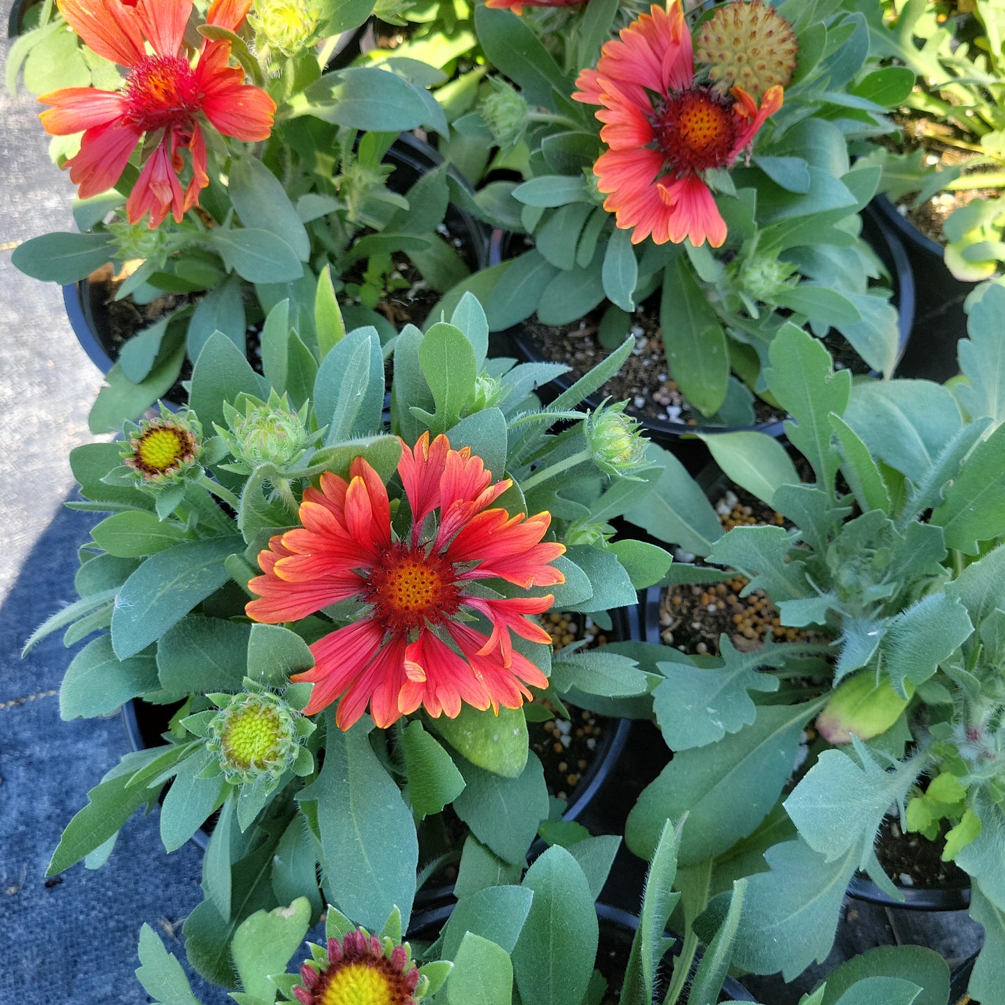 1 Gal Blanket Flower 'Gaillardia'
