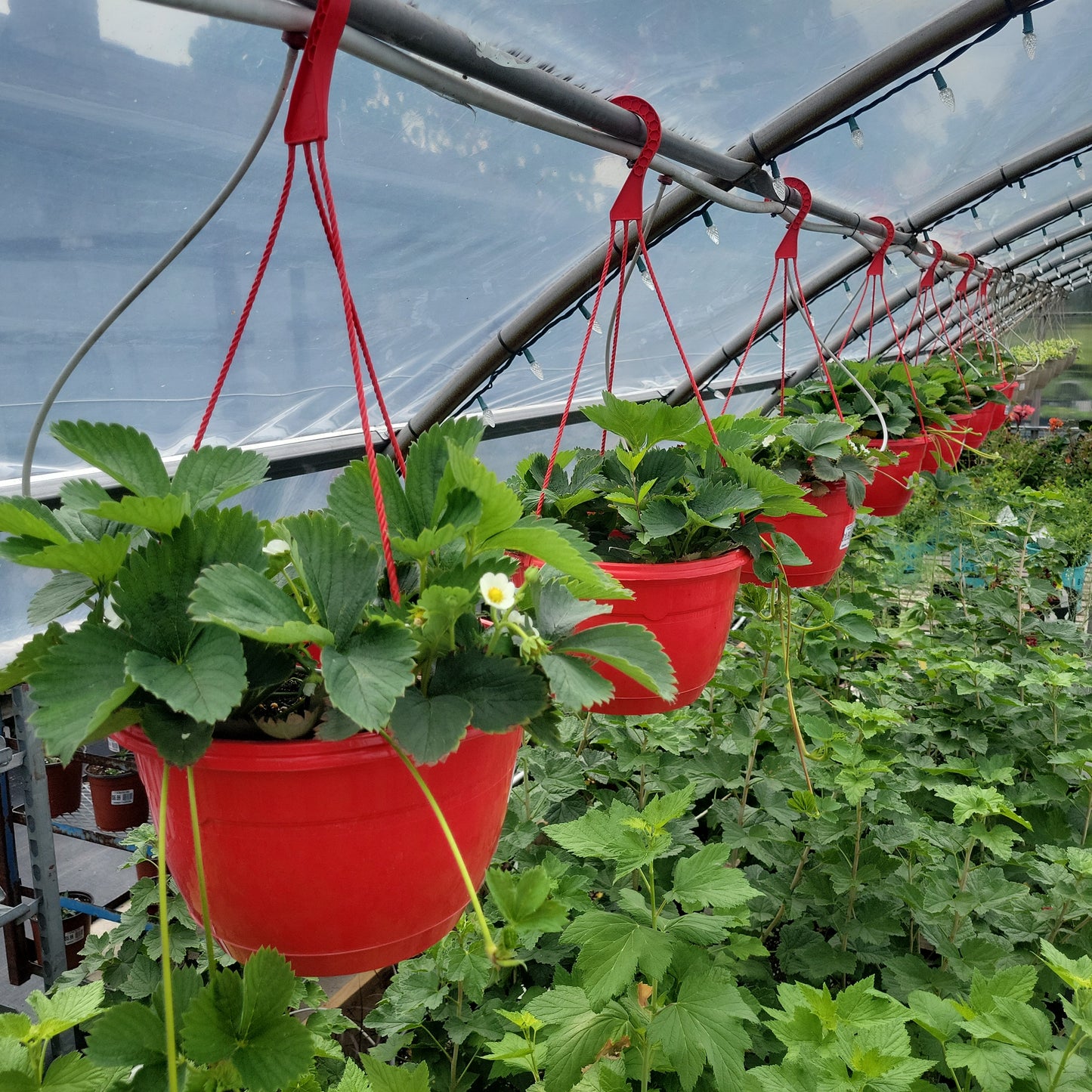 10" Strawberry Hanging Basket